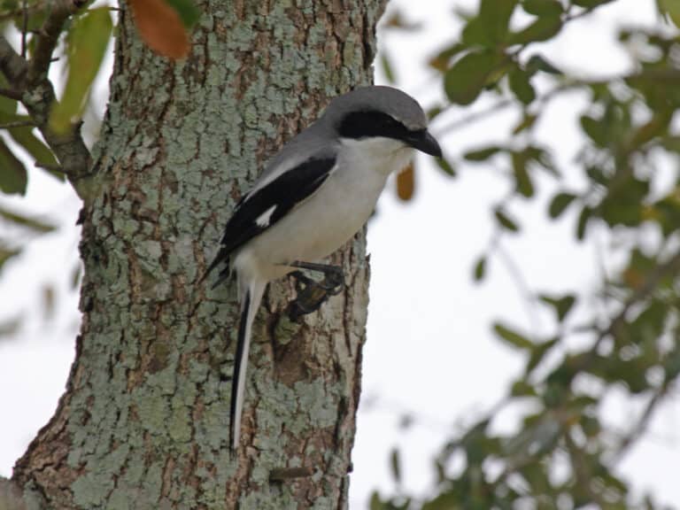 loggerhead shrike florida rwd2 loggerhead shrike florida rwd2
