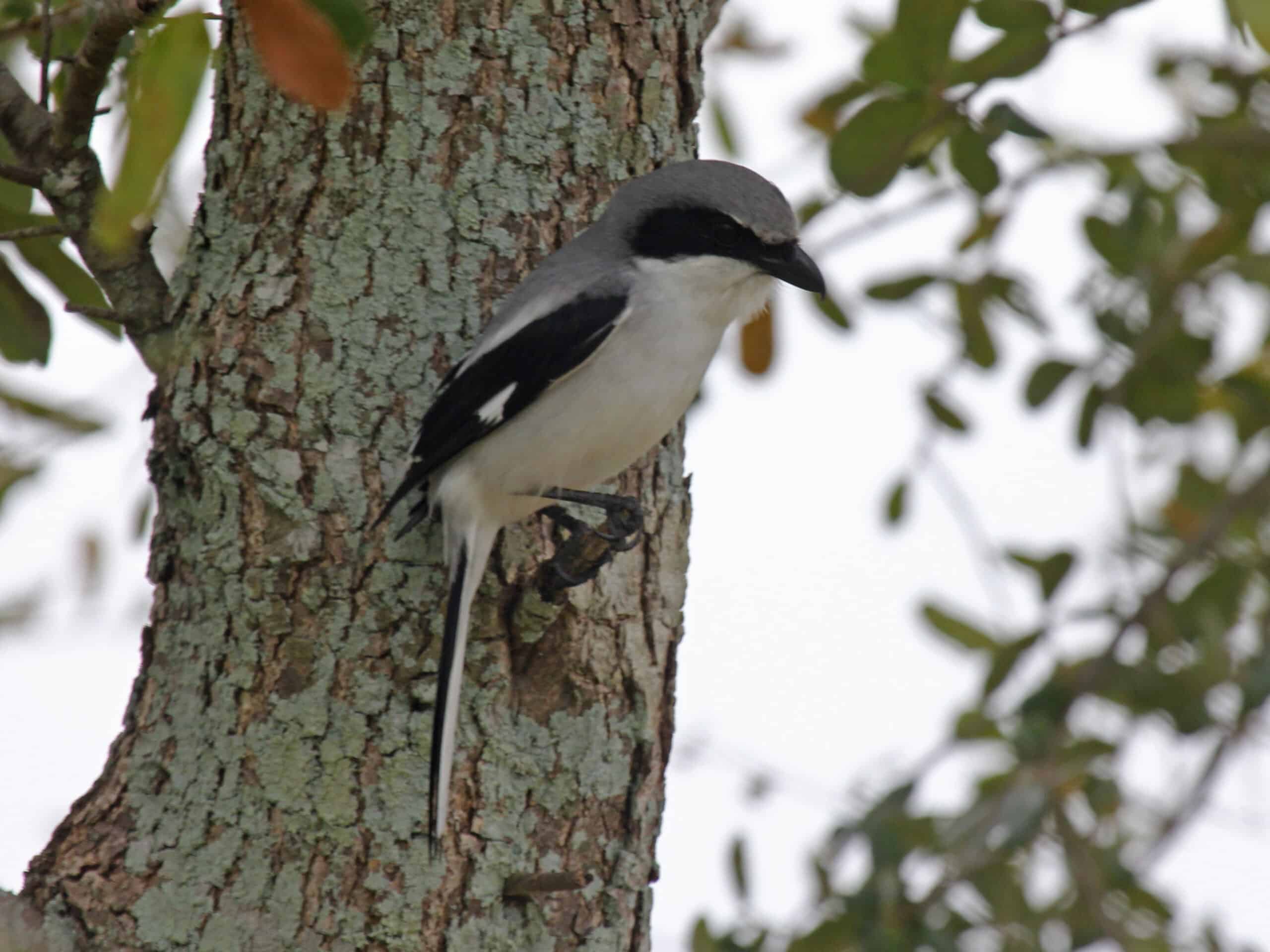 loggerhead shrike florida rwd2 loggerhead shrike florida rwd2