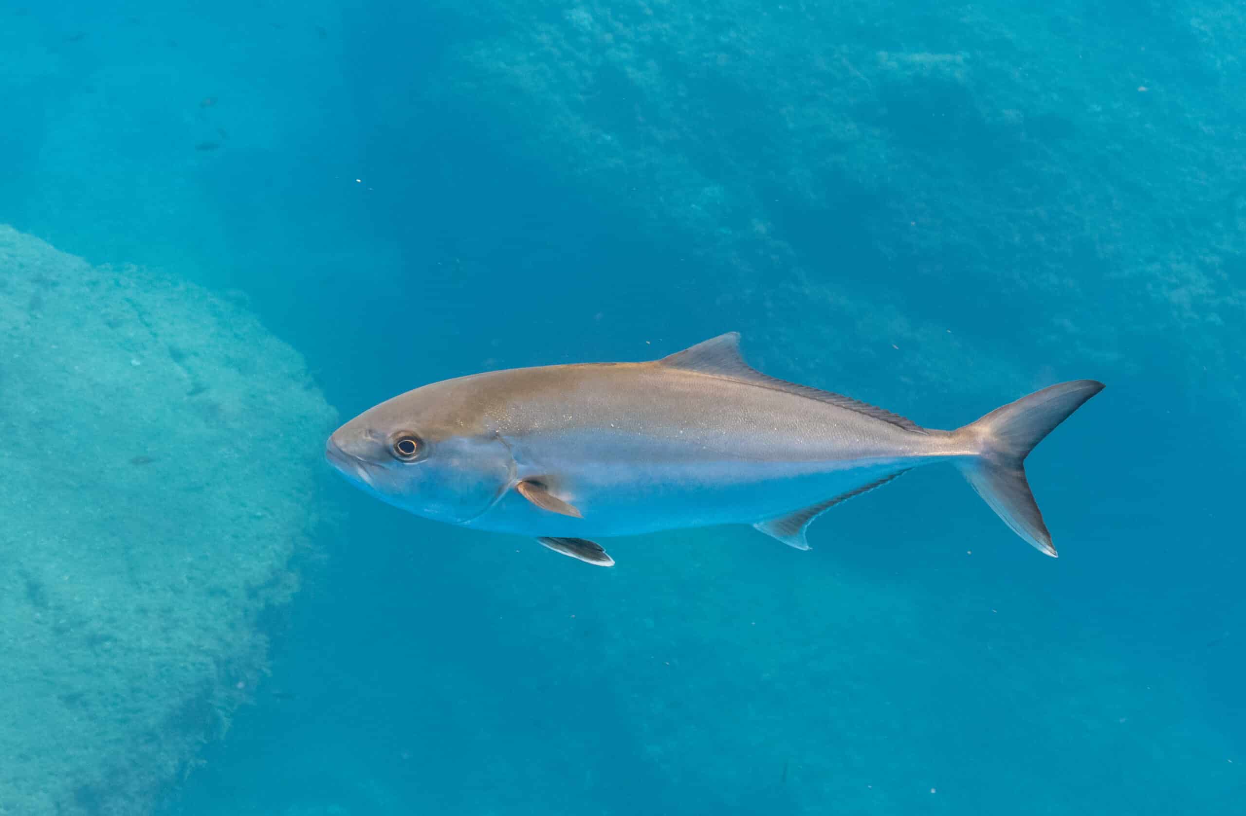 pez limón (seriola dumerili), madeira, portugal, 2019 05 31, dd 31 pez limón (seriola dumerili), madeira, portugal, 2019 05 31, dd 31 Amberjack