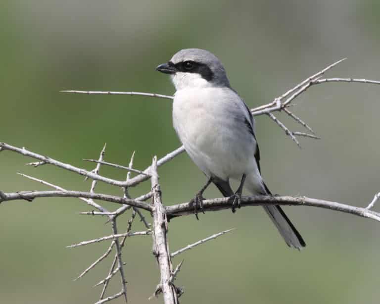 lanius ludovicianus gnp 02 lanius ludovicianus gnp 02