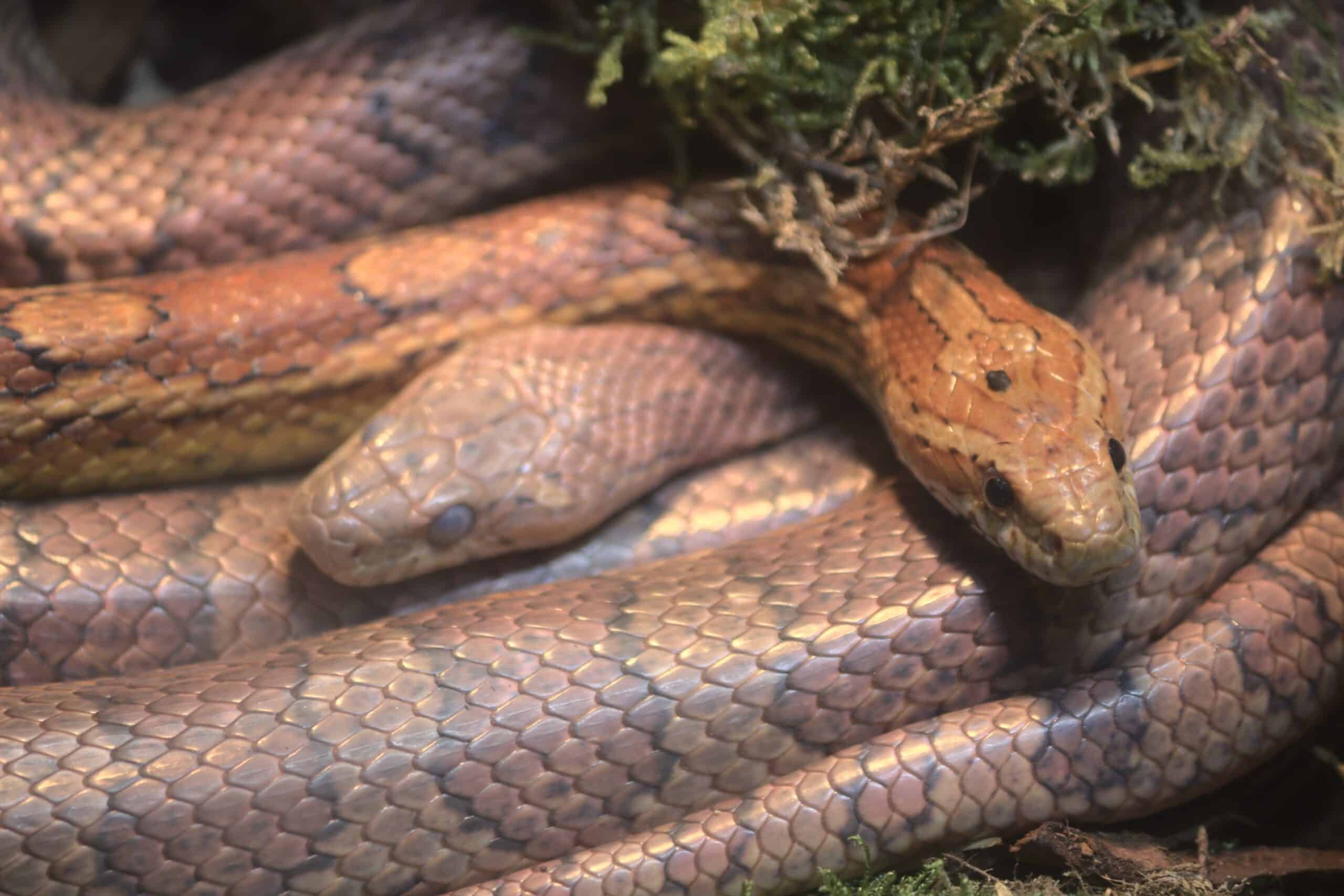 2017 05 25 at wien 22 donaustadt, palmenhaus hirschstetten, pantherophis guttatus (50914005458)
