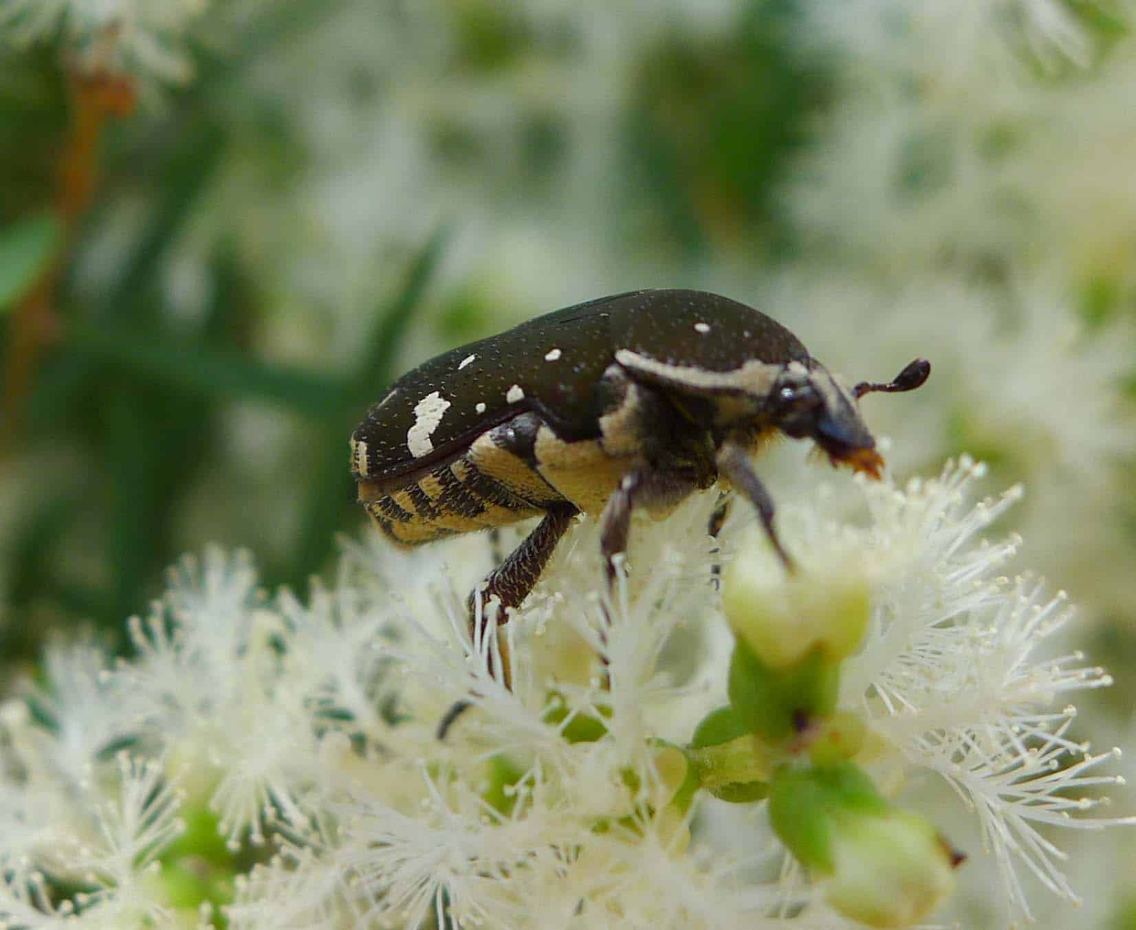 brown flower beetle. glycyphana stolata. scarabaeidae flickr gailhampshire (1)