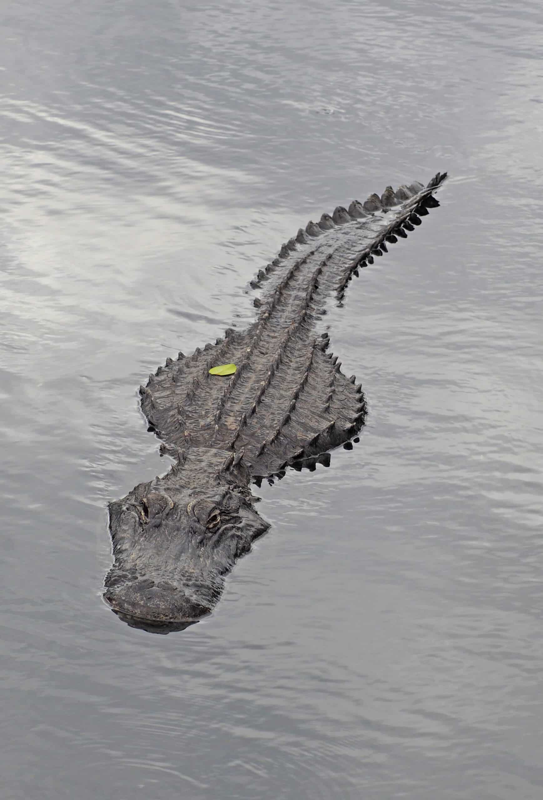 american alligator alligator mississippiensis, big cypress national preserve, ochopee, florida, december 4, 2021 (53145445454)