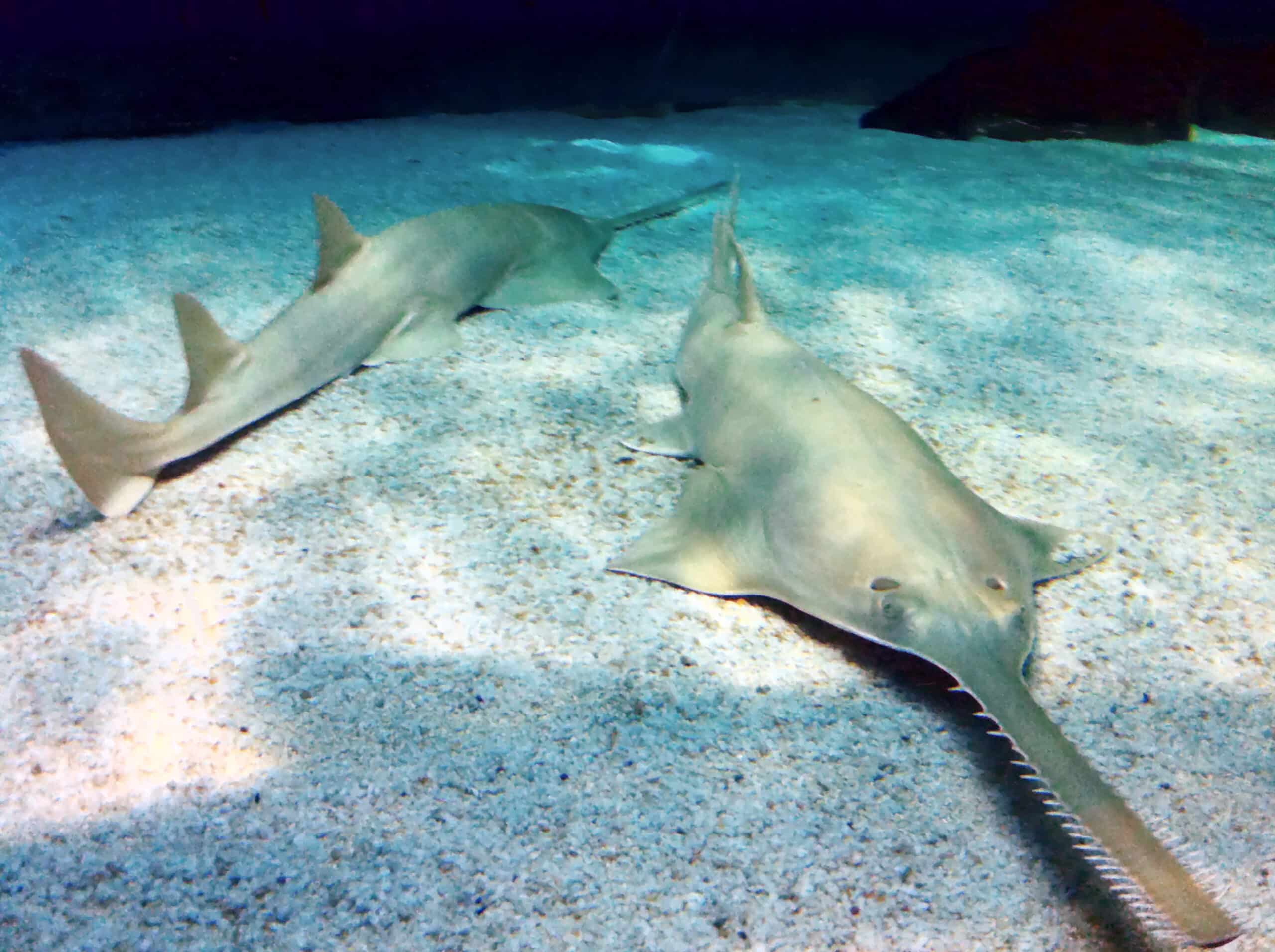 sawfish genova2