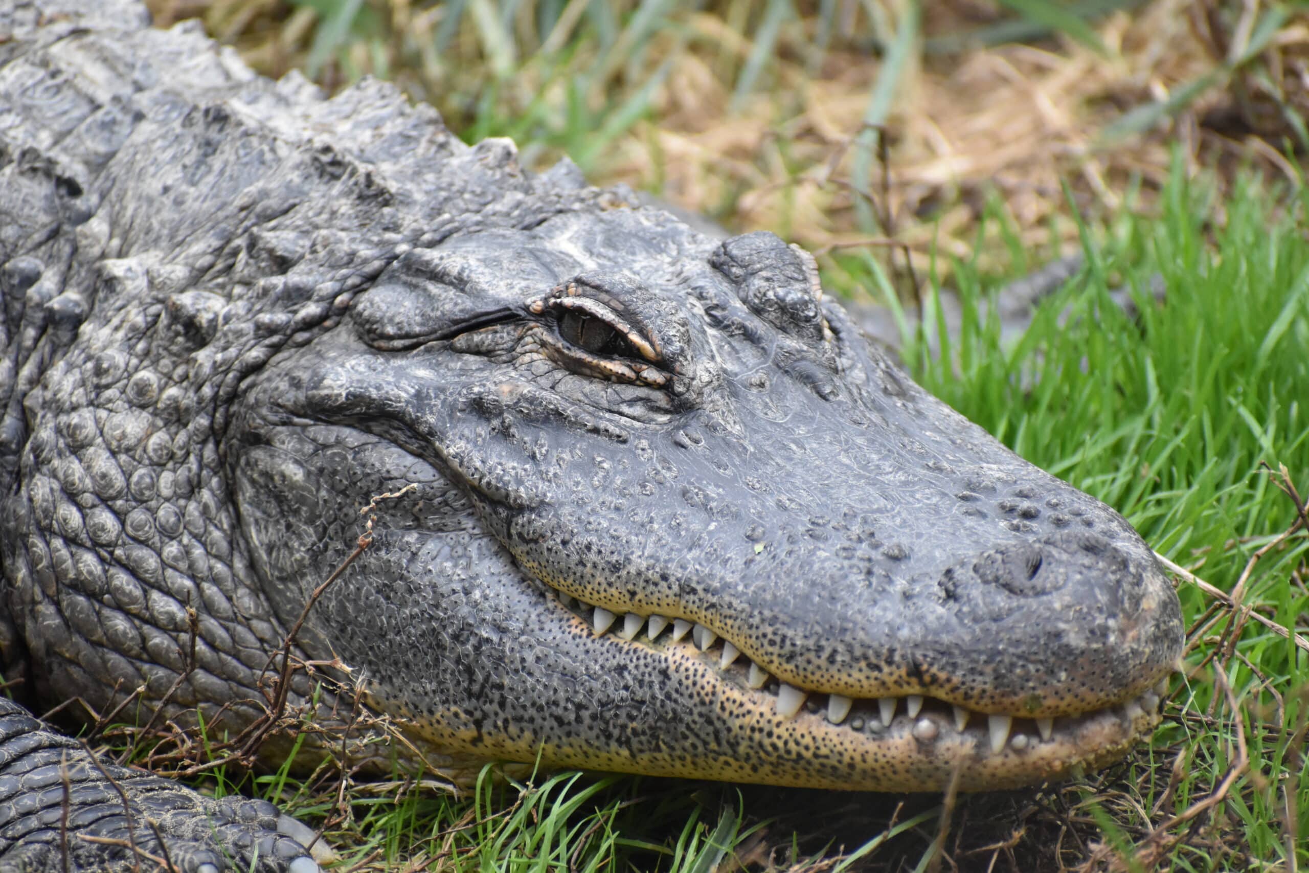 reserve sigean alligator mississippiensis 03