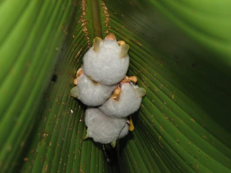 file:ectophylla alba costa rica.jpg file:ectophylla alba costa rica.jpg Honduran White Bat