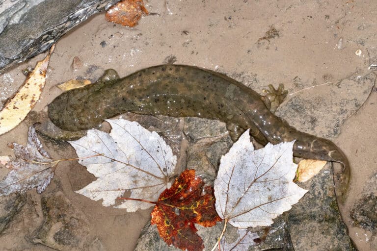cryptobranchus alleganiensis 159117783 cryptobranchus alleganiensis 159117783