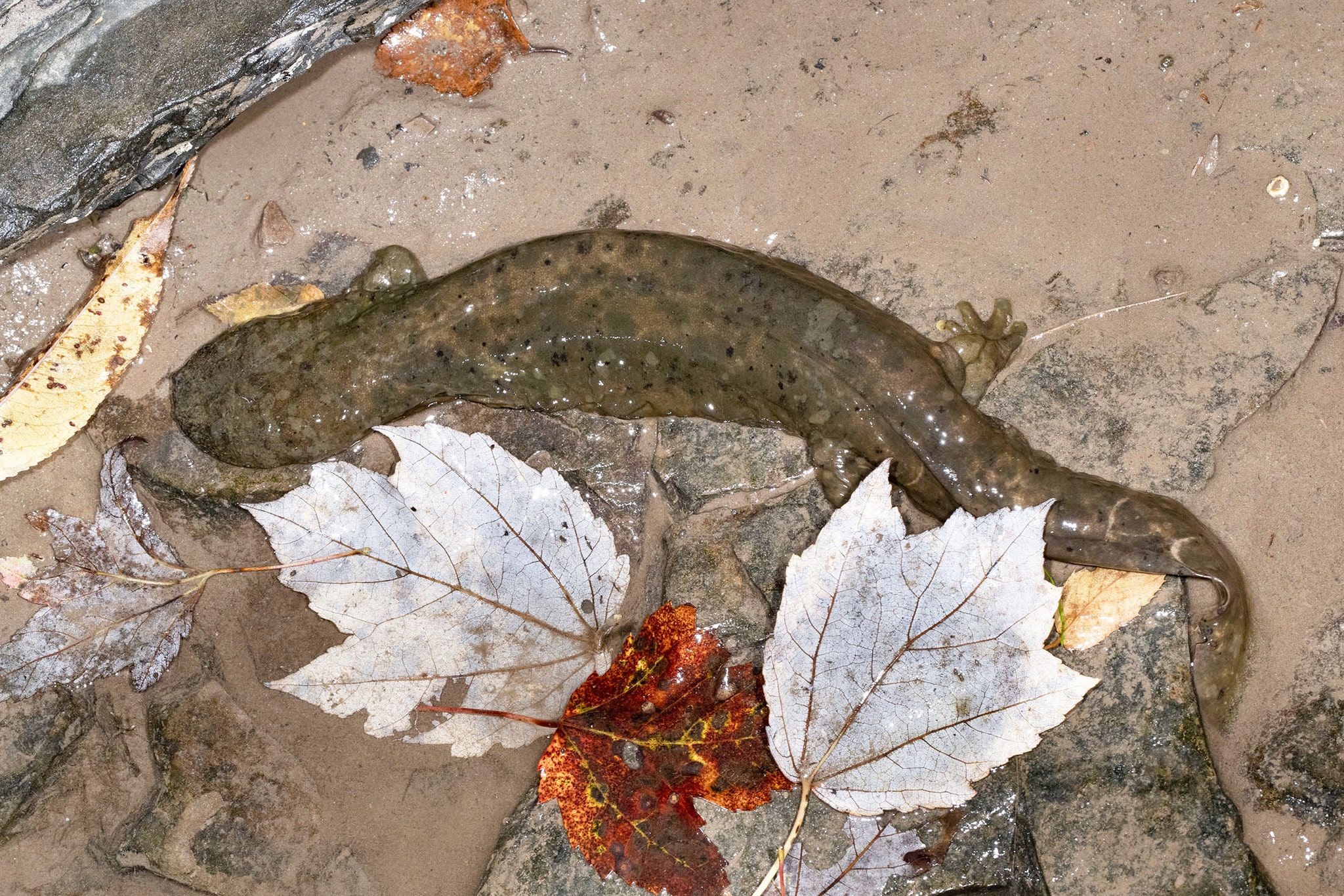 cryptobranchus alleganiensis 159117783 cryptobranchus alleganiensis 159117783