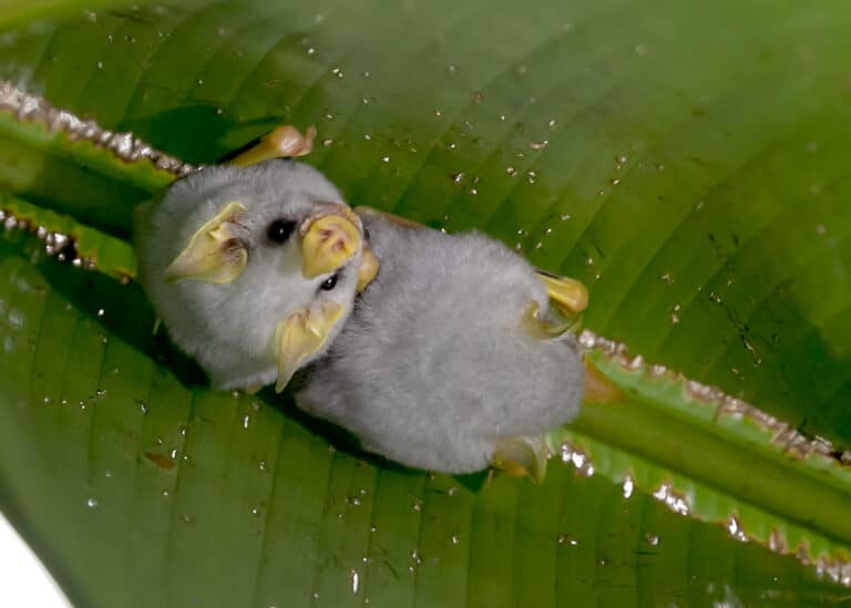 honduran white bat (49549335098) honduran white bat (49549335098)