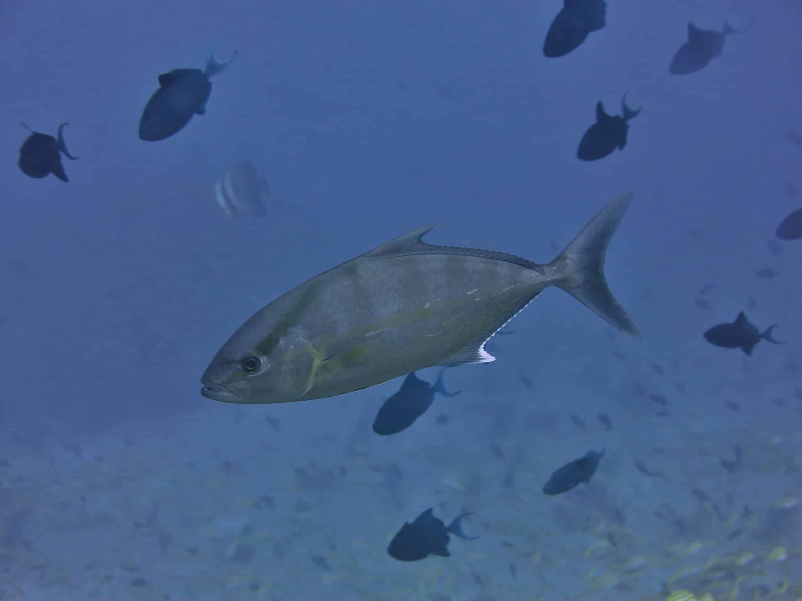 seriola rivoliana seriola rivoliana