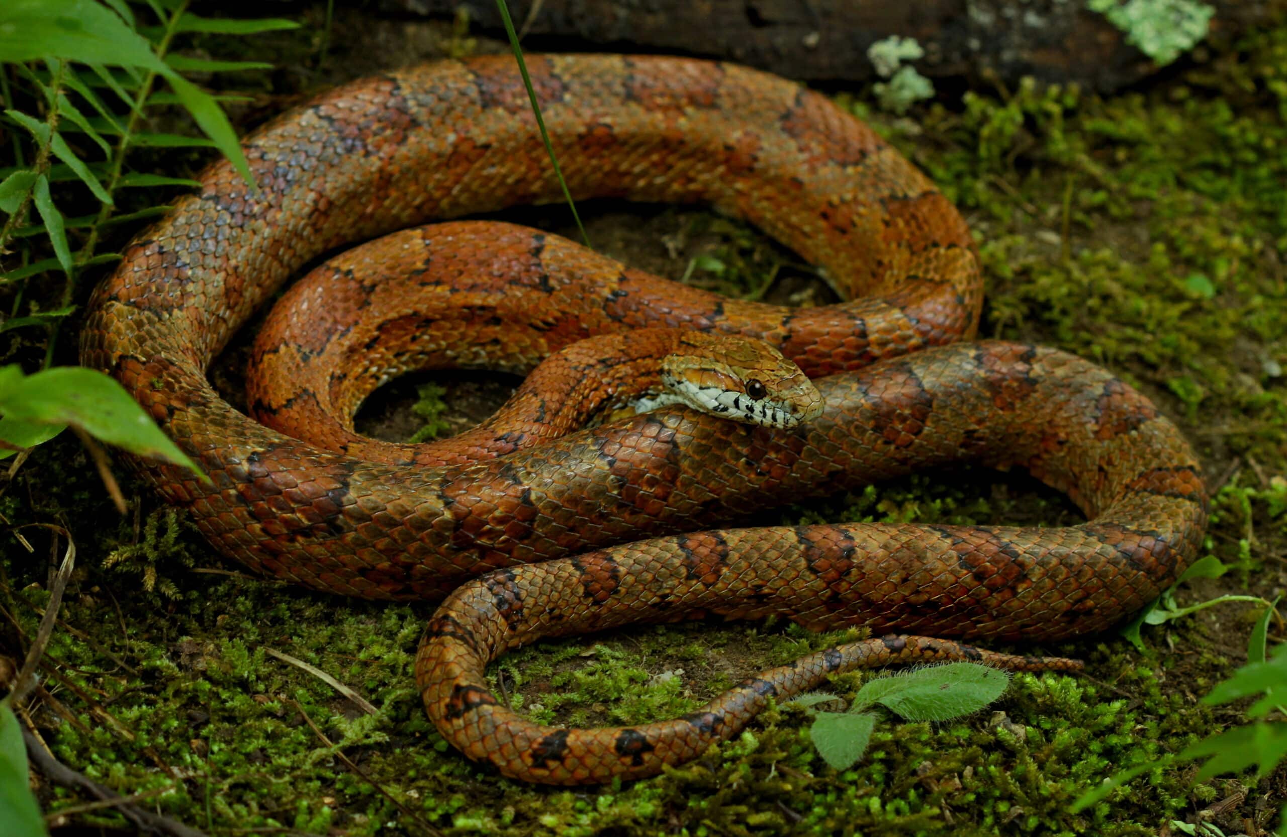 kornnatter (pantherophis guttatus), seitenansicht  Albino (Amelanistic) Corn Snake