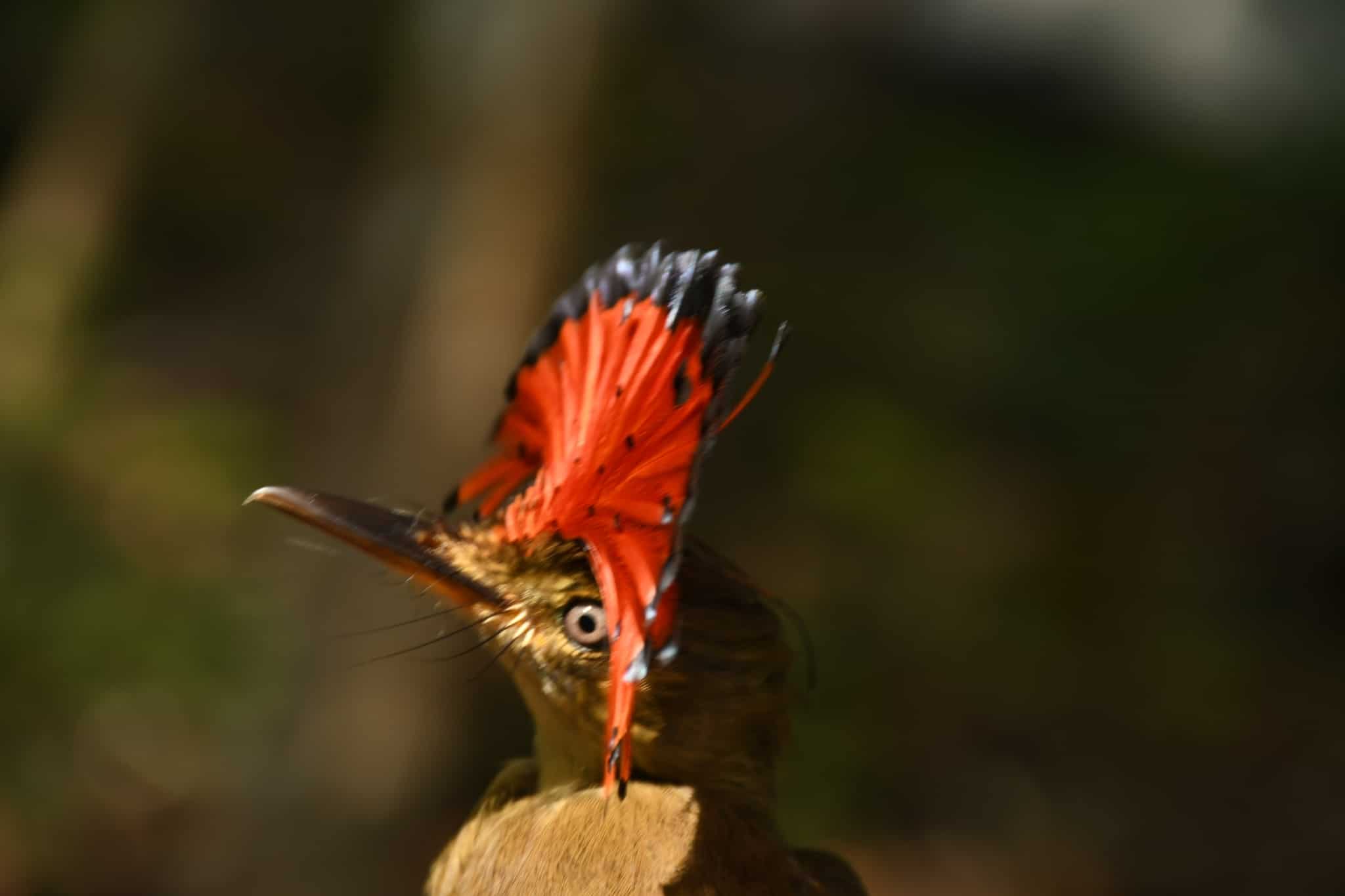 onychorhynchus coronatus 126032920