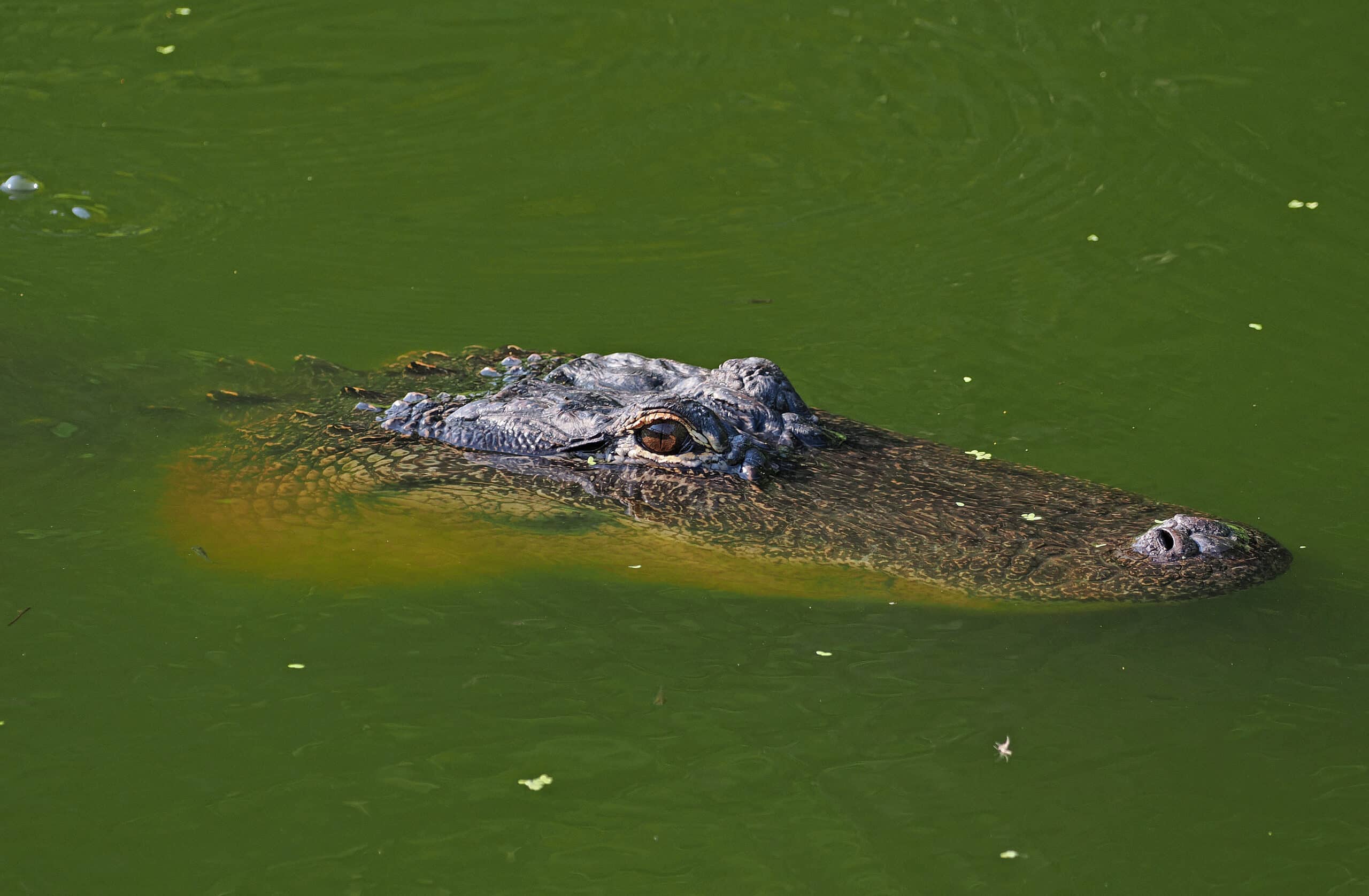 201 365 american alligator alligator mississippiensis, cypress wetlands, port royal, south carolina, july 20, 2023 (53060834005)