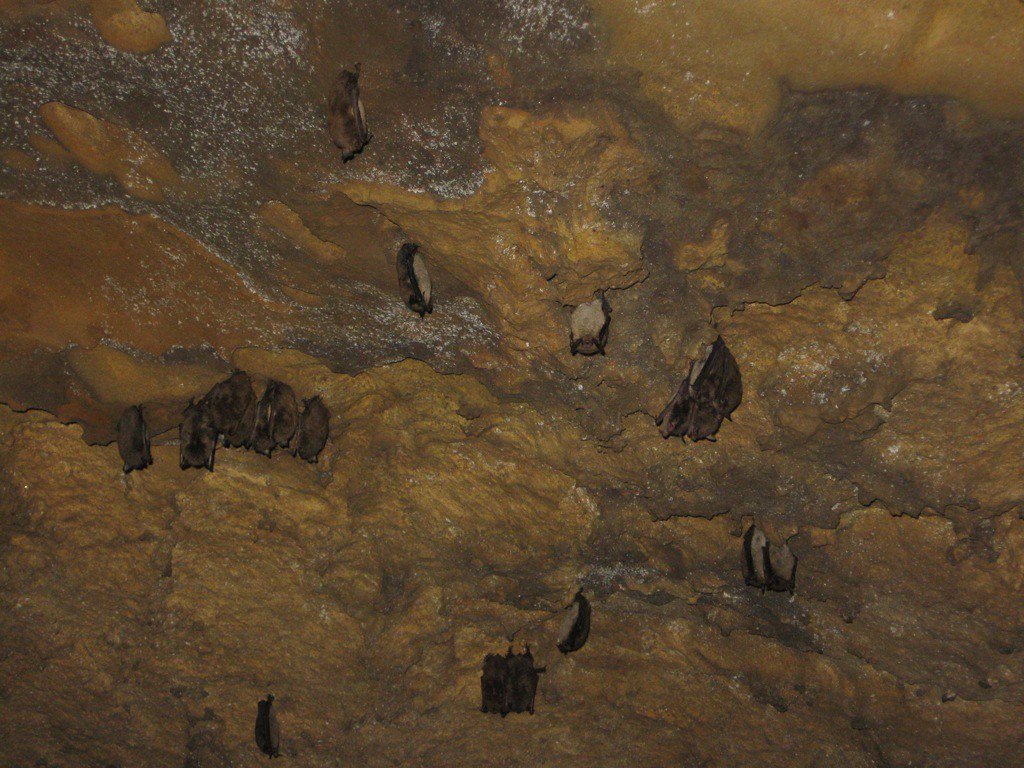 little brown bats little brown bats