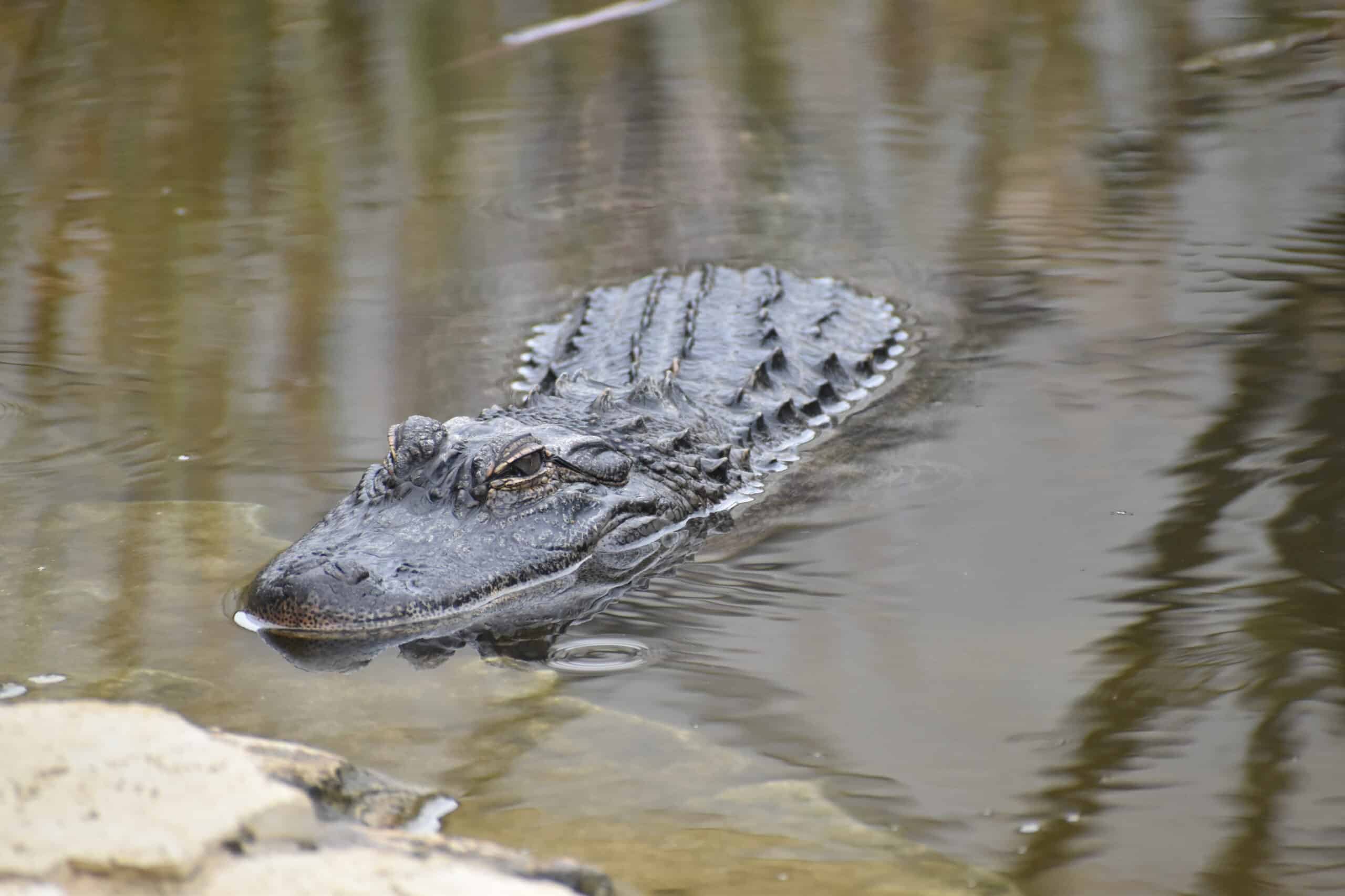 reserve sigean alligator mississippiensis 06