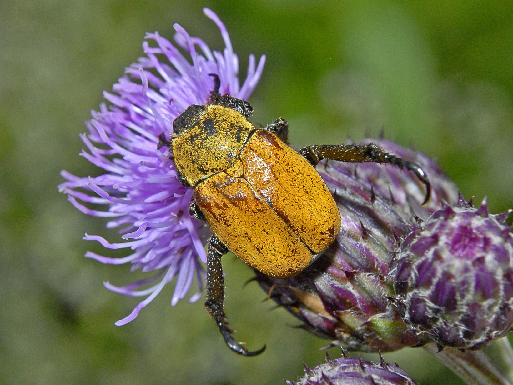 scarabaeidae hoplia argentea (female)