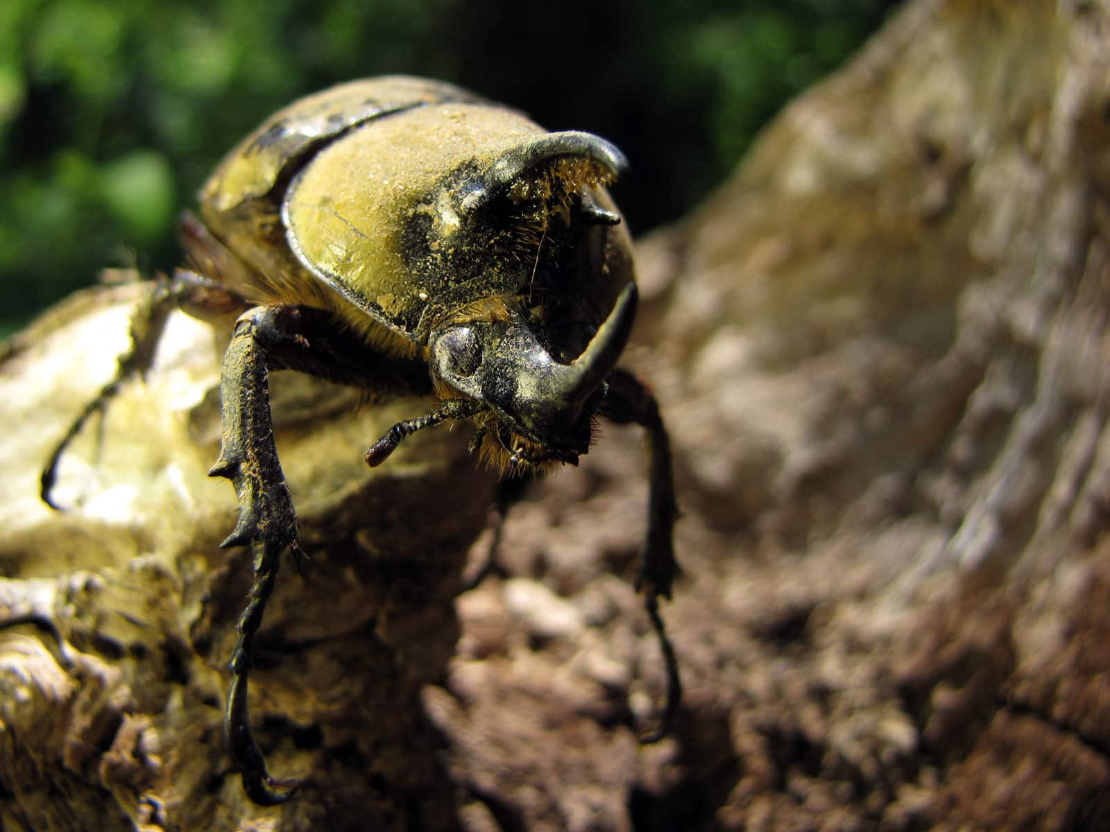 eastern hercules beetle flickr treegrow eastern hercules beetle flickr treegrow Hercules Beetle