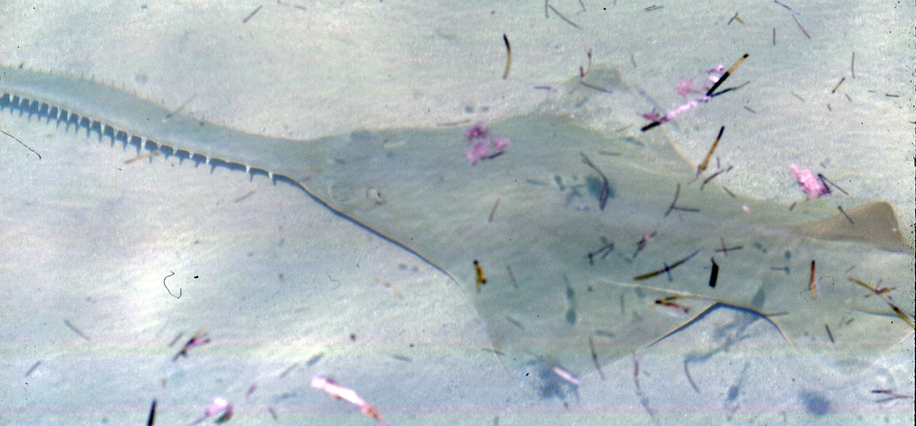 file:pristis pectinata (smalltooth sawfish) (bimini, western bahamas).jpg