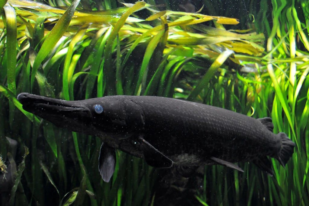 atractosteus spatula