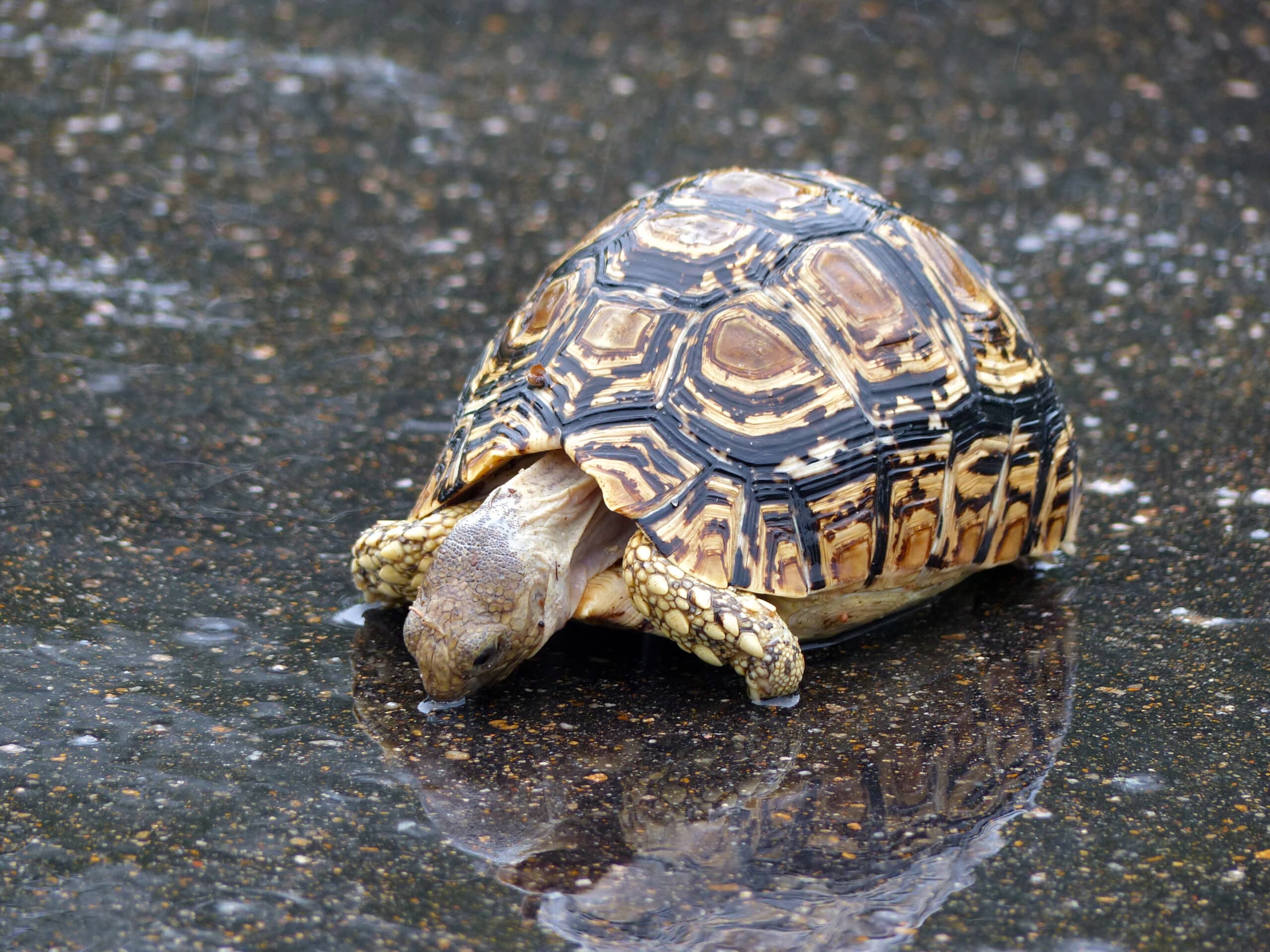 file:leopard tortoise (stigmochelys pardalis) drinking rain water (14007735144).jpg