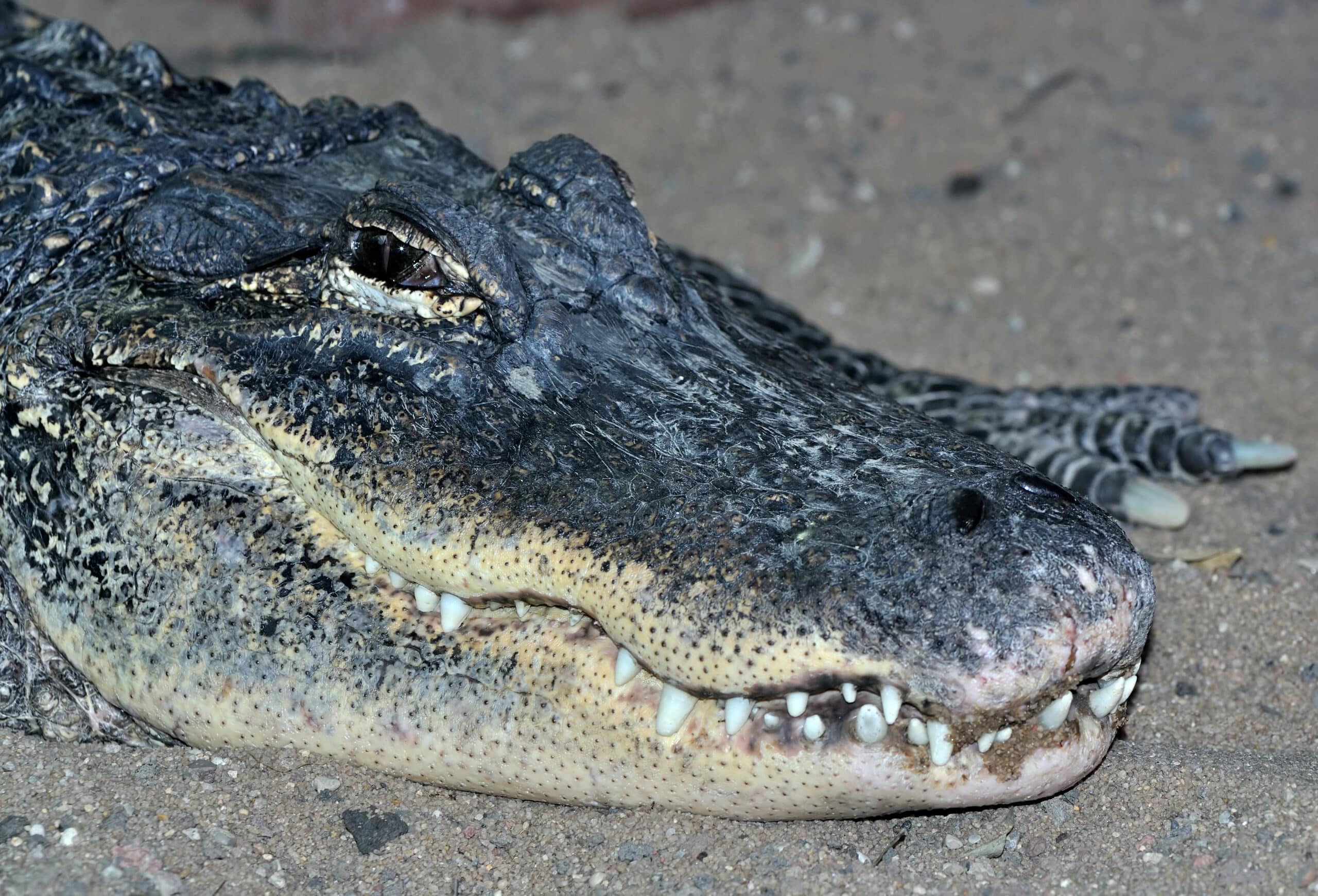 alligator mississippiensis qtl1