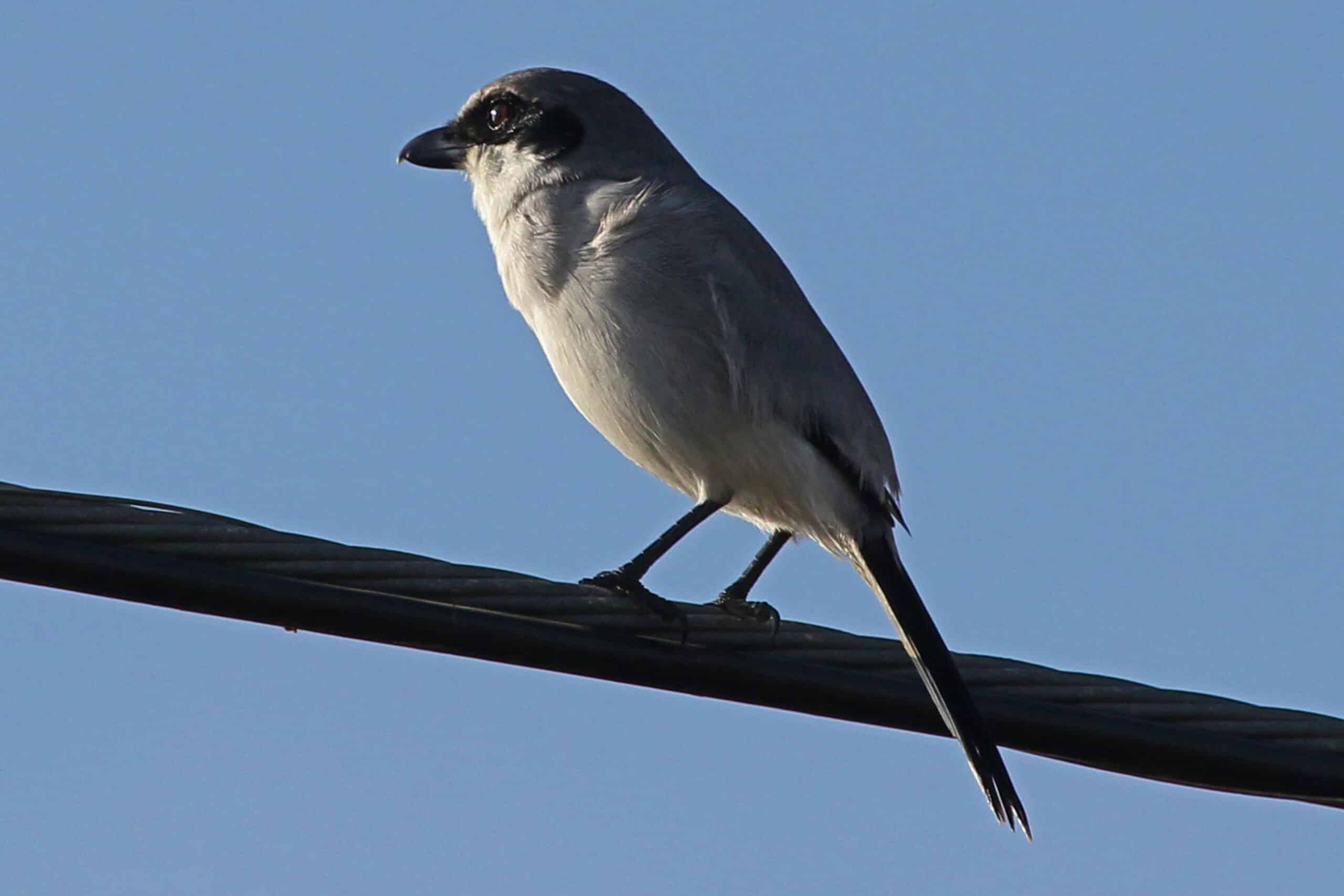 file:loggerhead shrike lanius ludovicianus, just outside everglades national park, homestead, florida.jpg file:loggerhead shrike lanius ludovicianus, just outside everglades national park, homestead, florida.jpg
