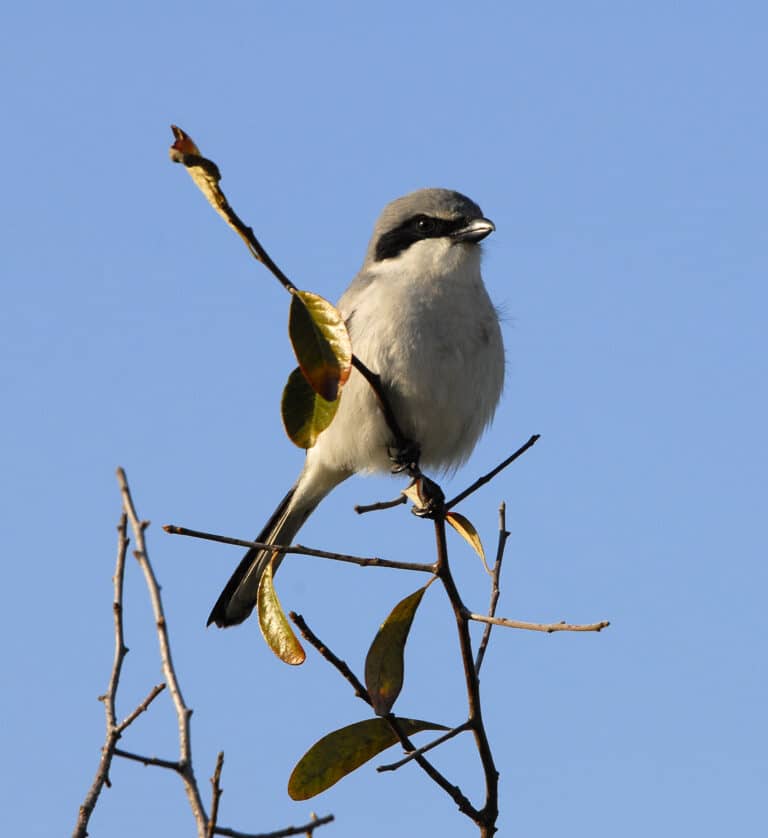 lanius ludovicianus by andrea westmoreland lanius ludovicianus by andrea westmoreland
