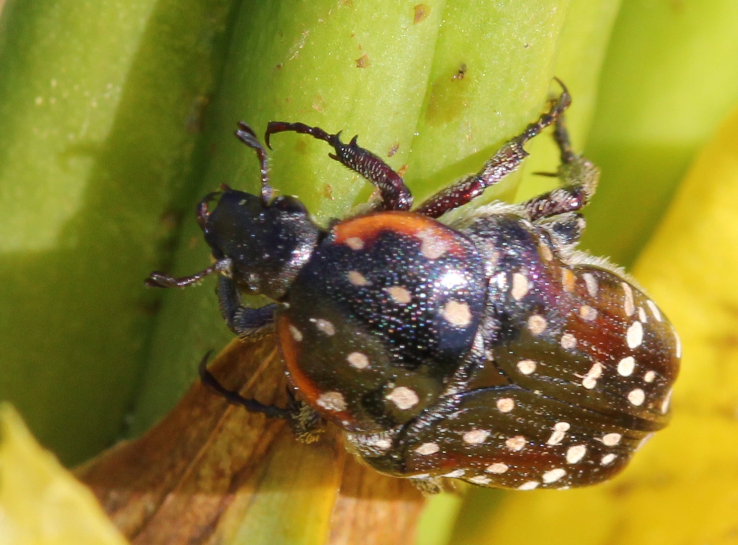 scarabaeidae cetoniinae cyrtothyrea marginalis common dotted fruit chafer eos 00690ss