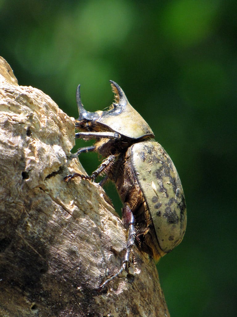 eastern hercules beetle bokeh eastern hercules beetle bokeh