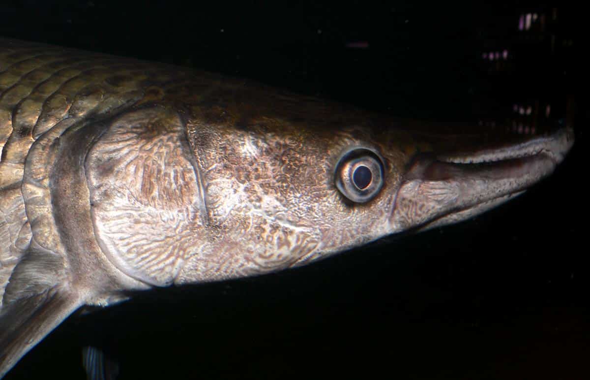 atractosteus spatula 2
