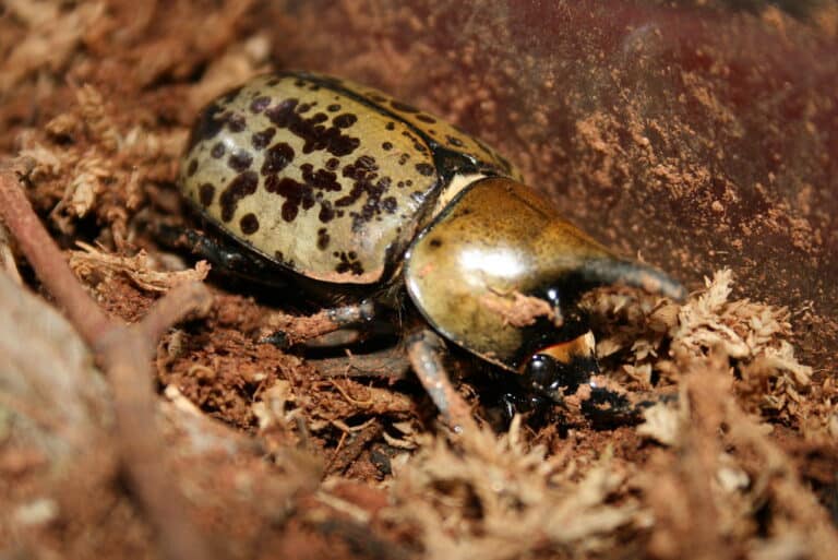 poirot, eastern hercules beetle poirot, eastern hercules beetle