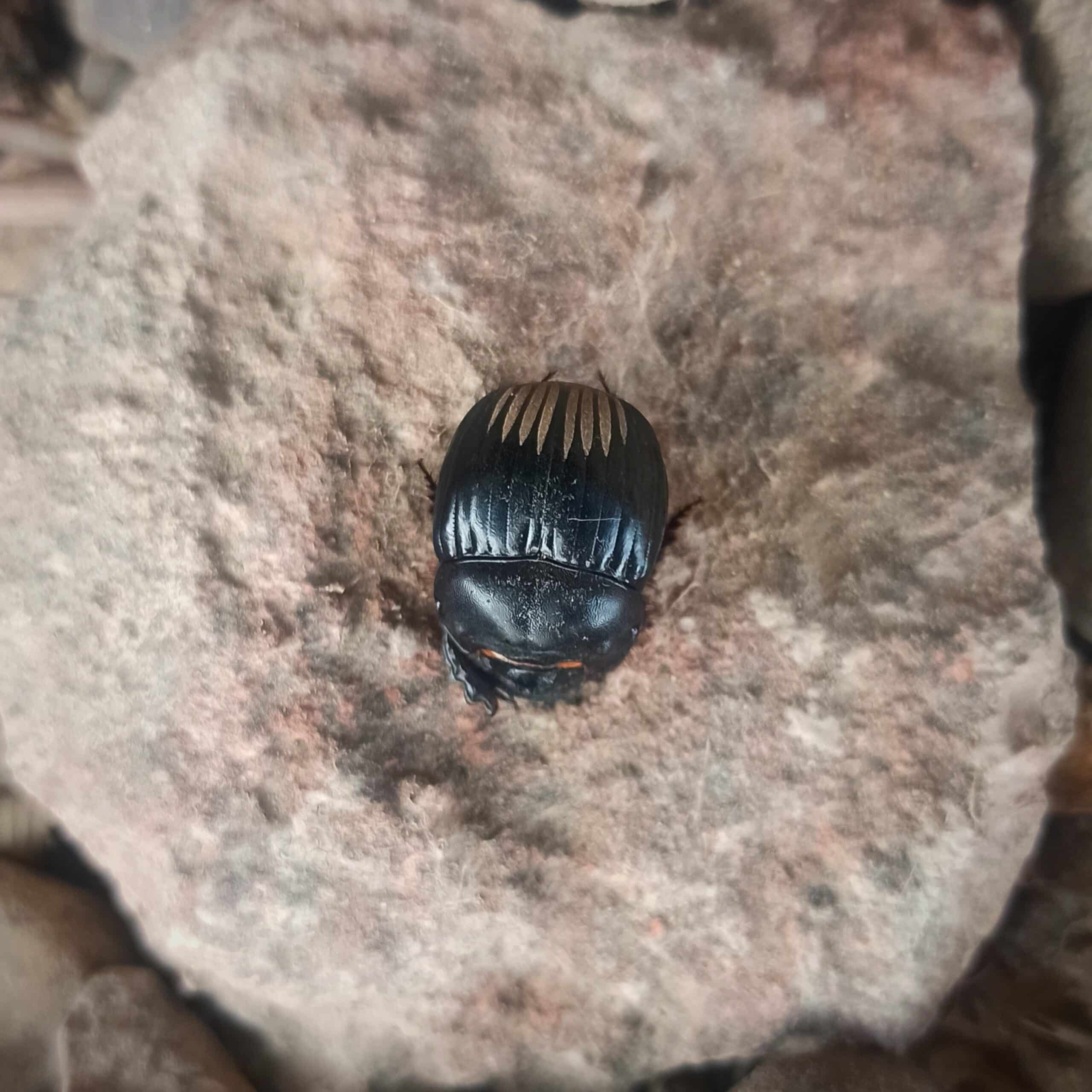 dichotomius colonicus (scarabaeidae) 0000102