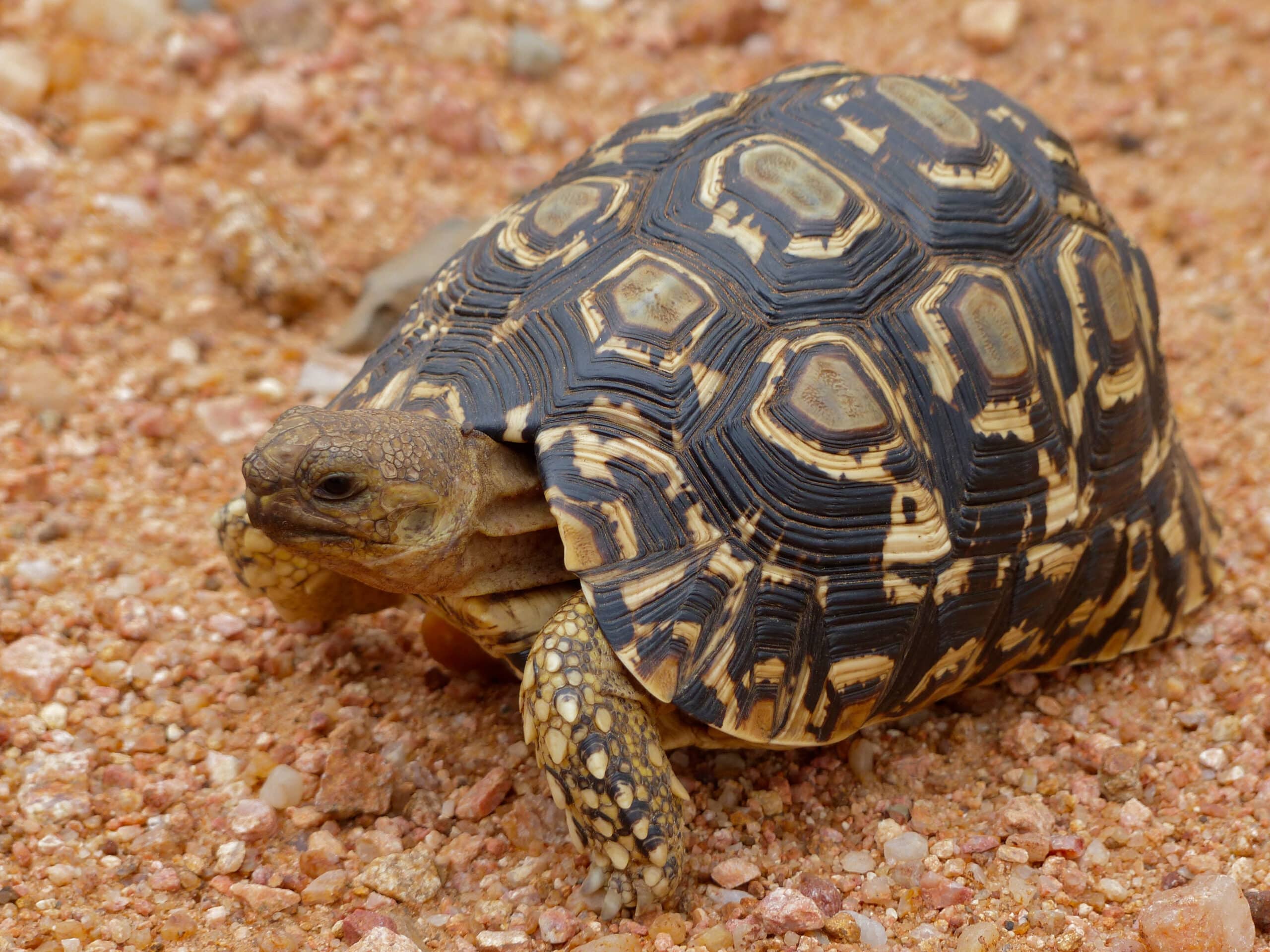 file:leopard tortoise (stigmochelys pardalis) juvenile (11587881273).jpg