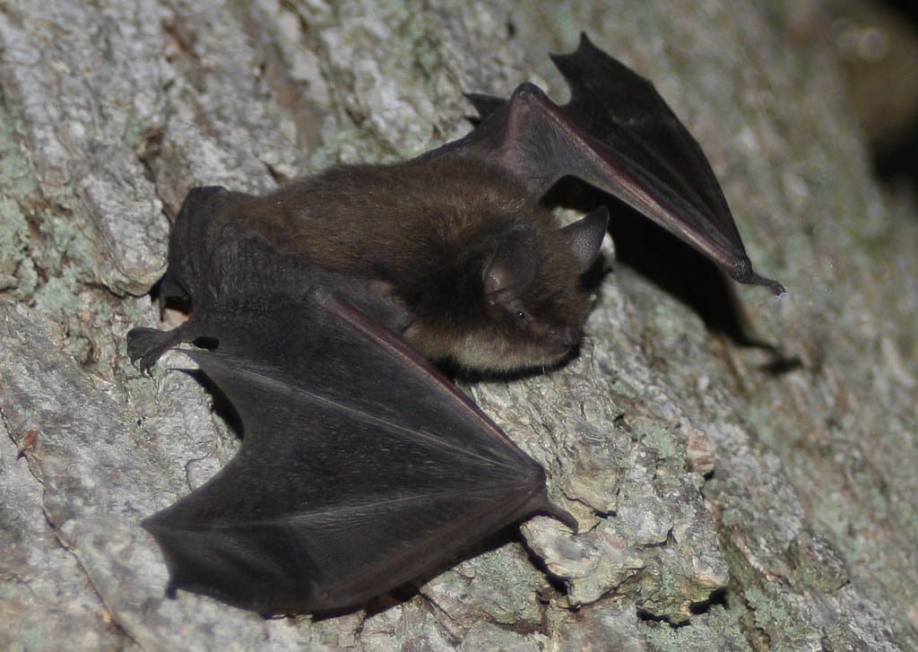 little brown bat (myotis lucifugus) little brown bat (myotis lucifugus)