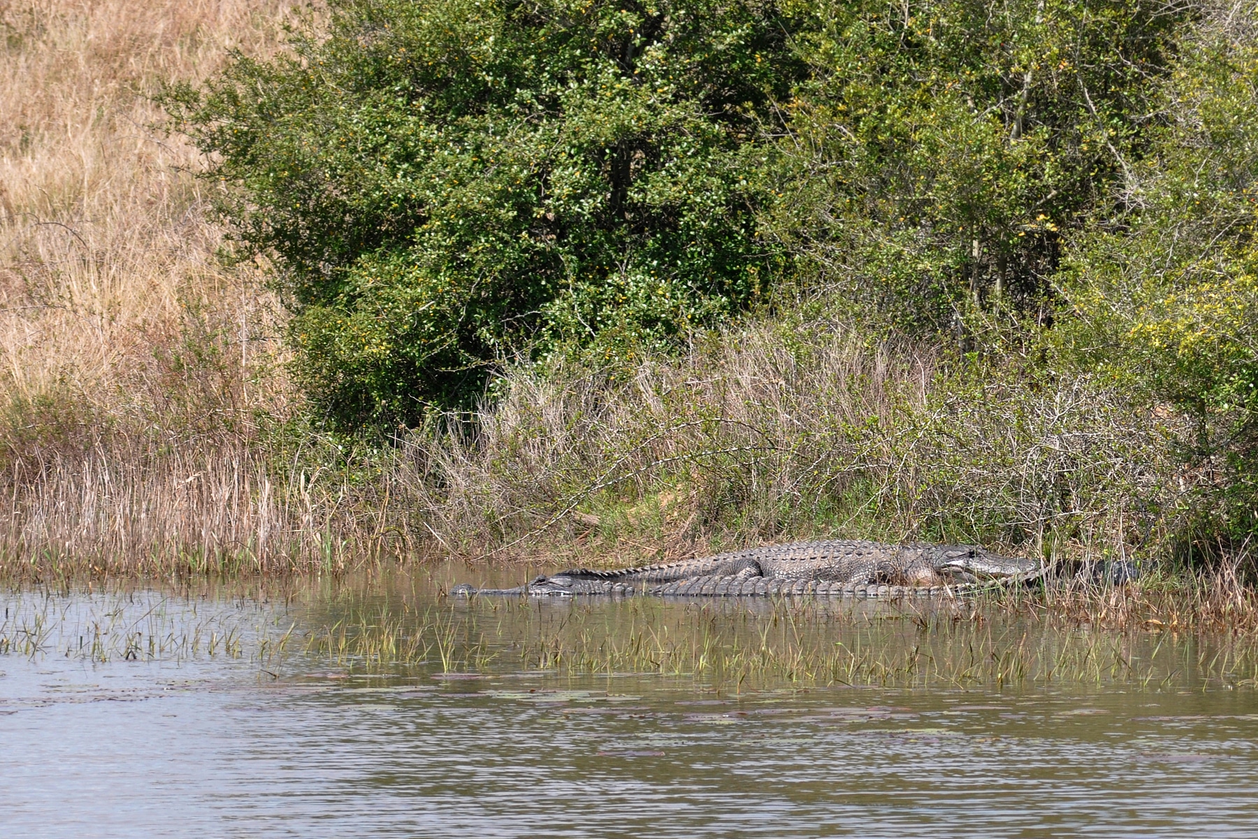 american alligators (alligator mississippiensis), attwater prairie chicken national wildlife refuge