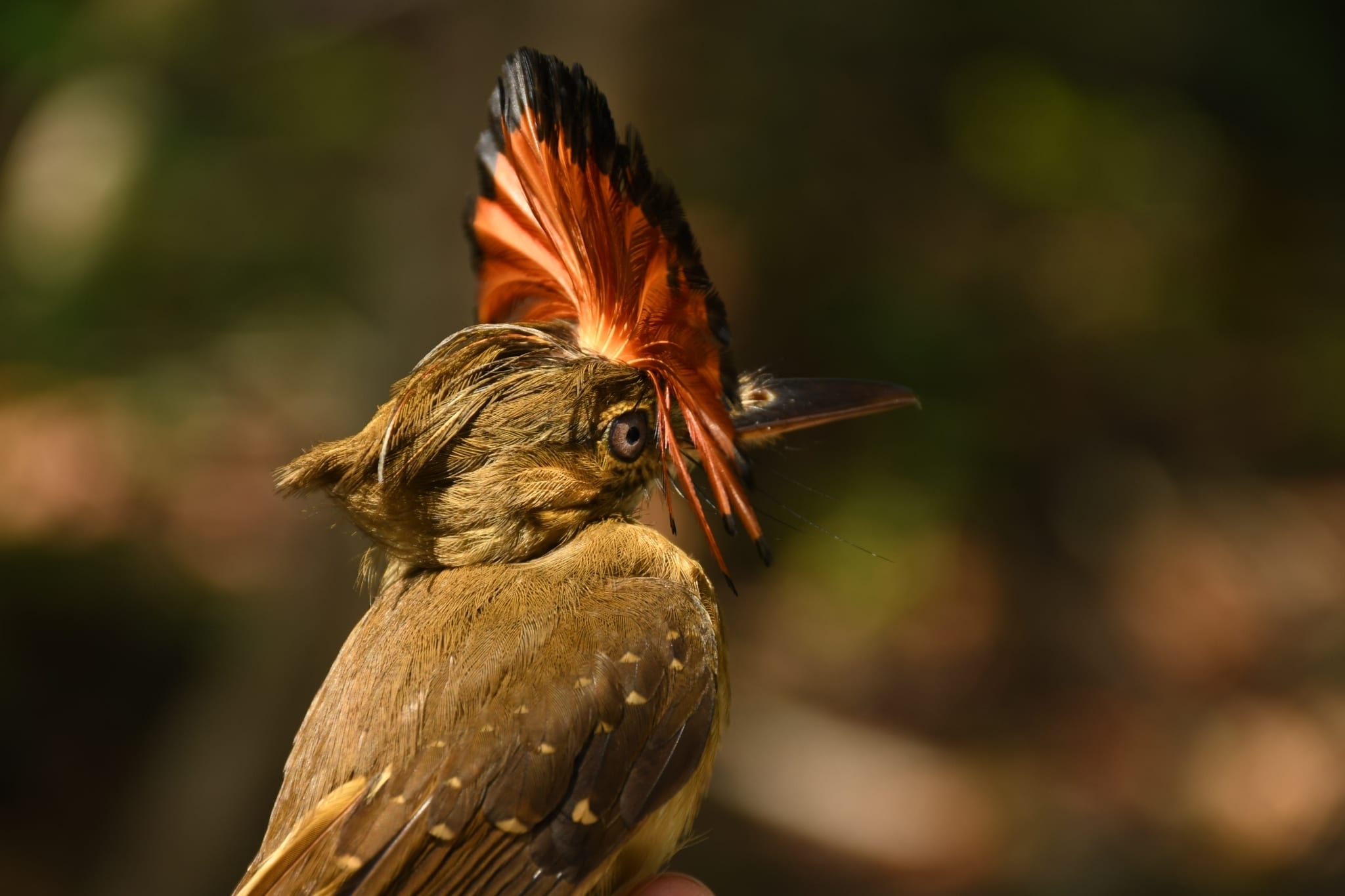 onychorhynchus coronatus 126032858