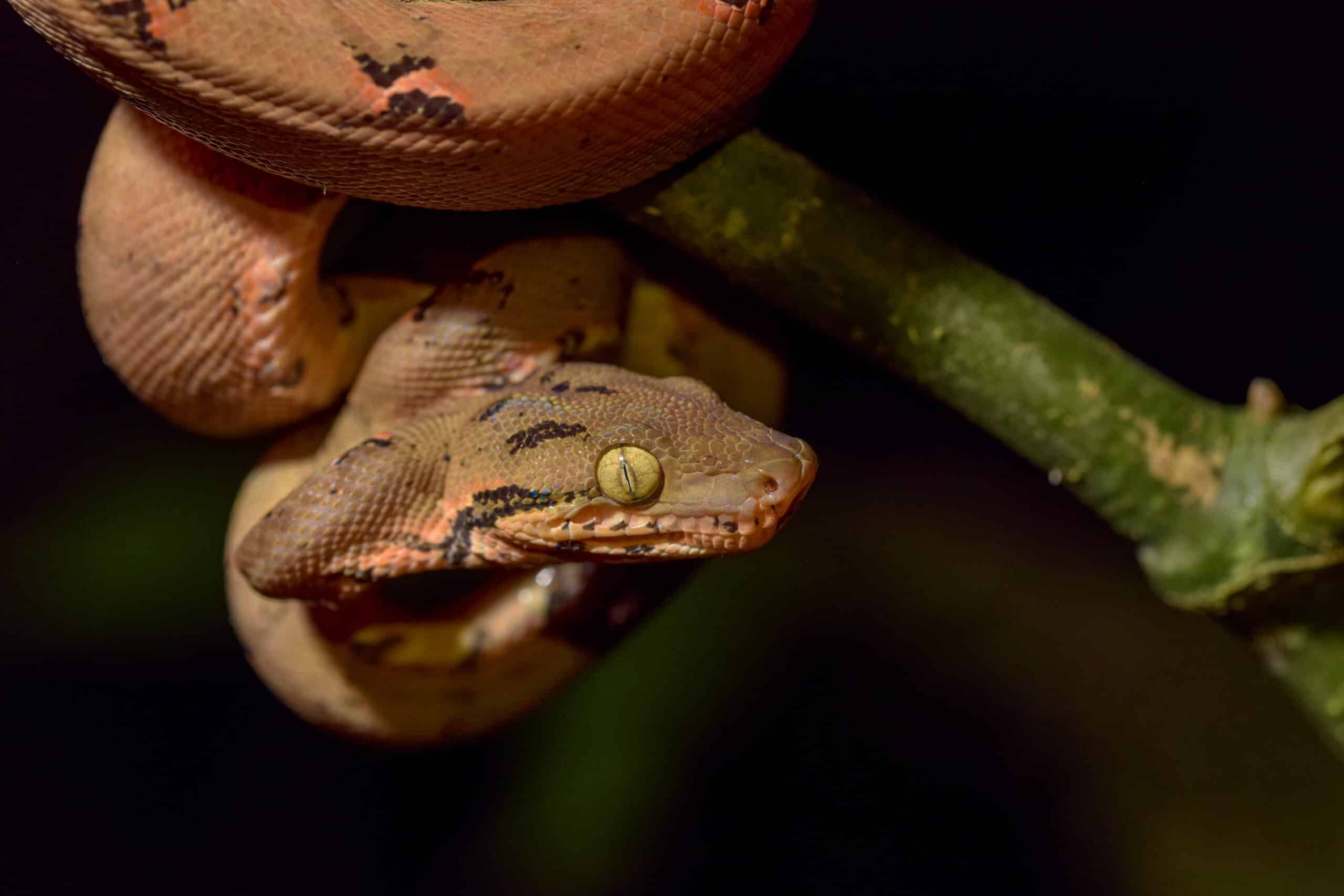 corallus hortulanus