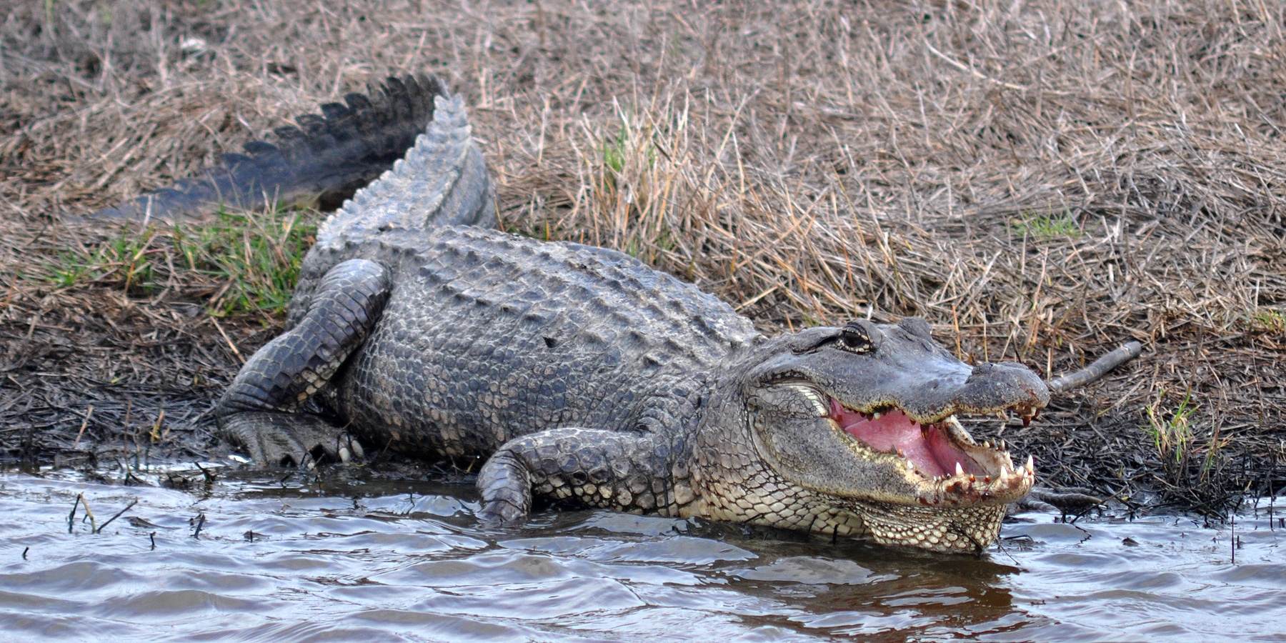 american alligator (alligator mississippiensis) chambers co. texas. photo w. l. farr