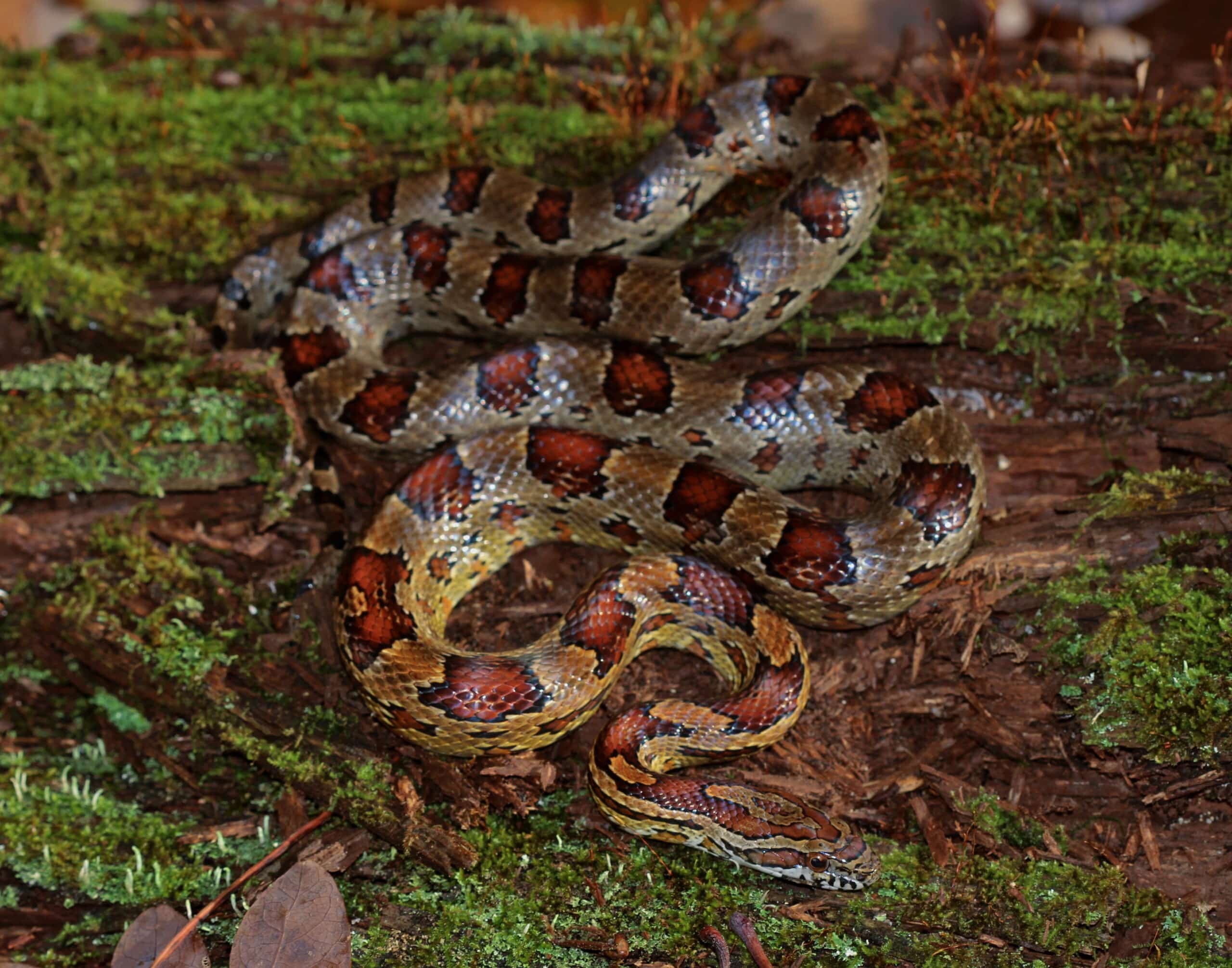 cornsnake (pantherophis guttatus) flickr 2ndpeter