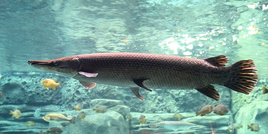 alligator gar (atractosteus spatula) i