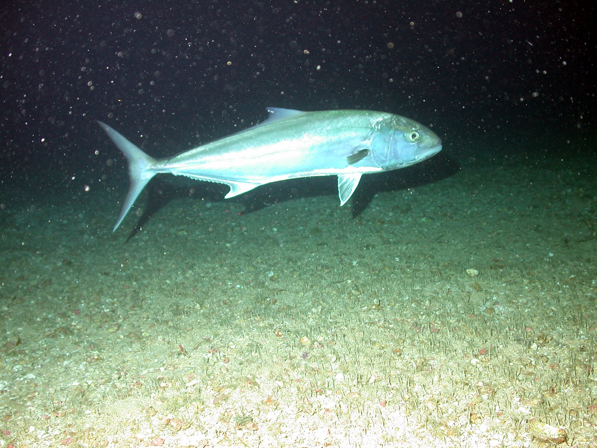 seriola dumerili fish3855 seriola dumerili fish3855