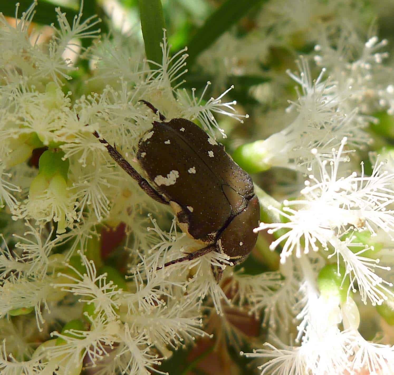 brown flower beetle. glycyphana stolata. scarabaeidae flickr gailhampshire