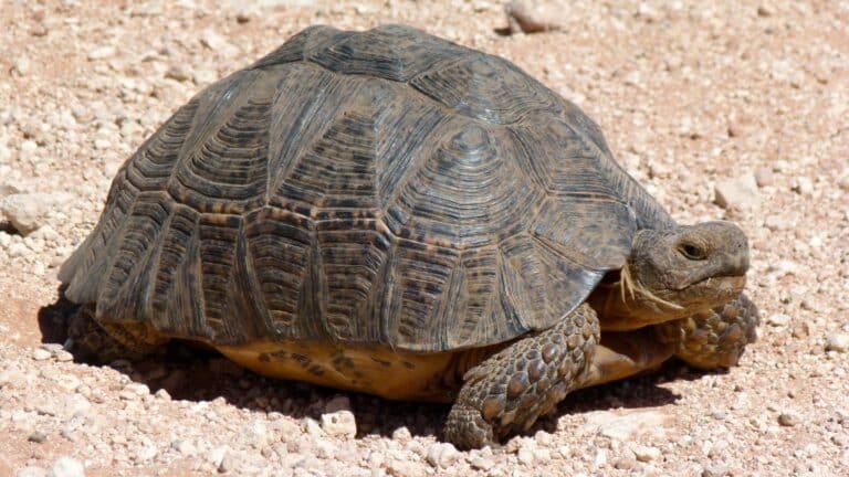 file:leopard tortoise (stigmochelys pardalis) (6568380379).jpg