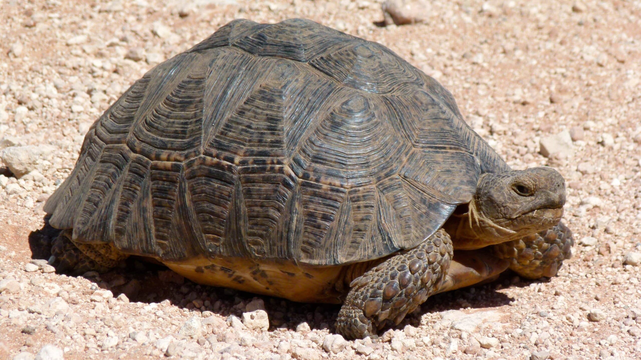 file:leopard tortoise (stigmochelys pardalis) (6568380379).jpg