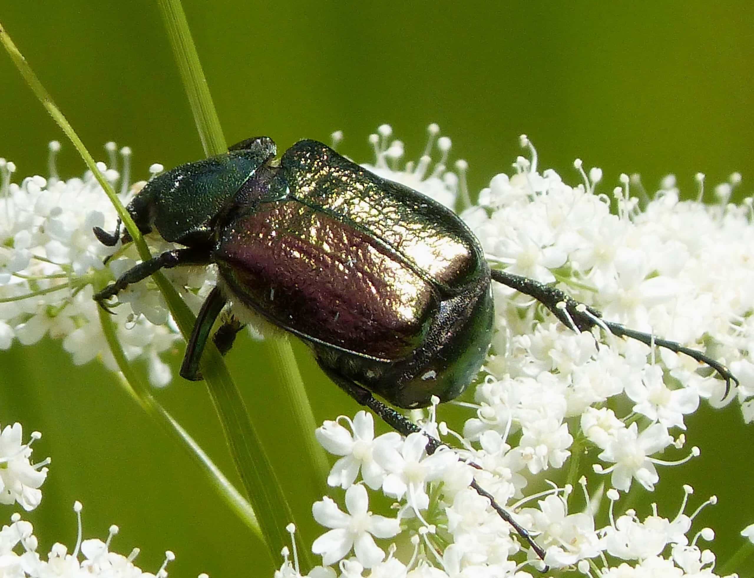 noble chafer.gnorimus variabilis. scarabaeidae (16093020099)