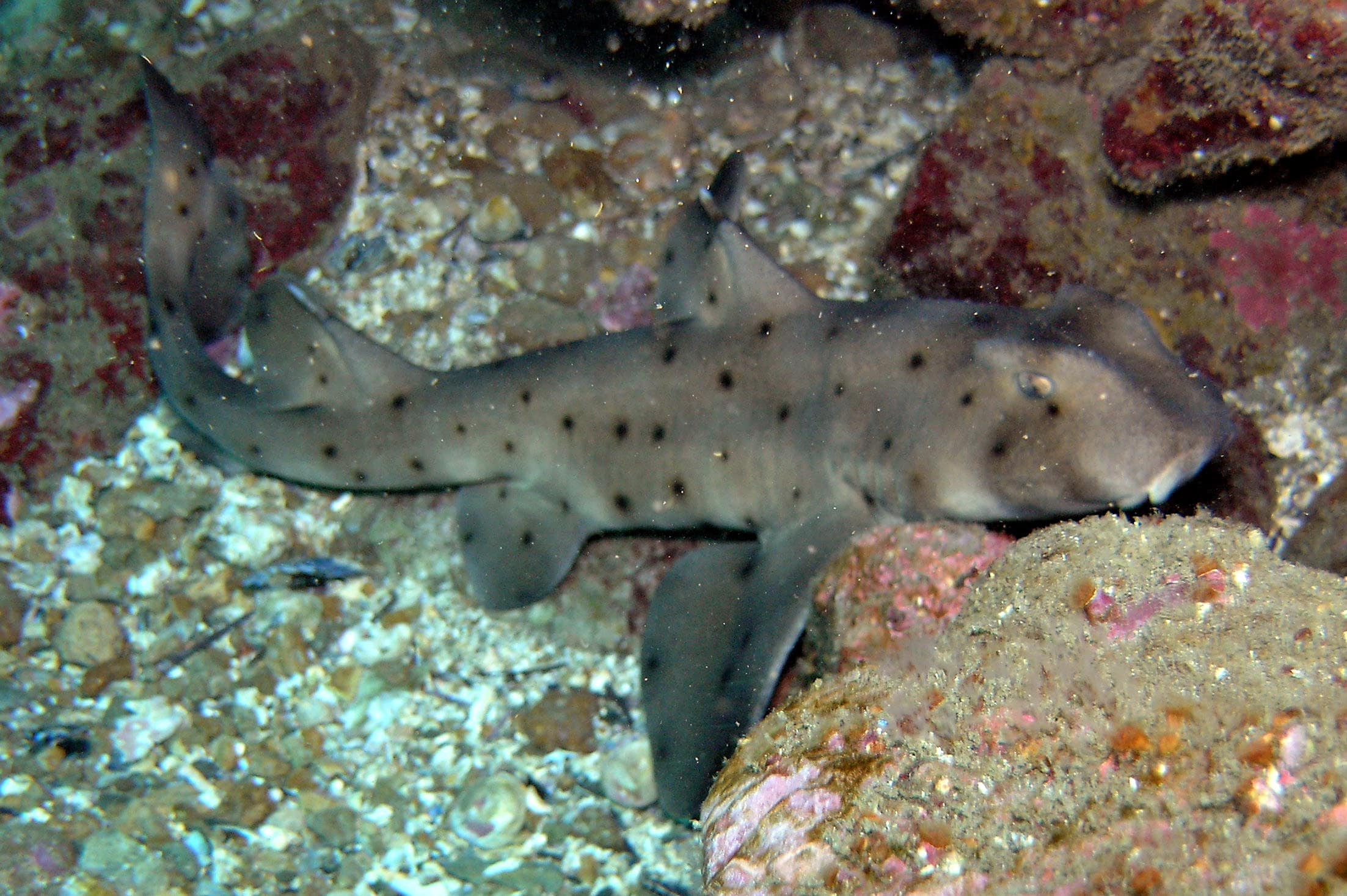 file:heterodontus francisci 2.jpg file:heterodontus francisci 2.jpg
