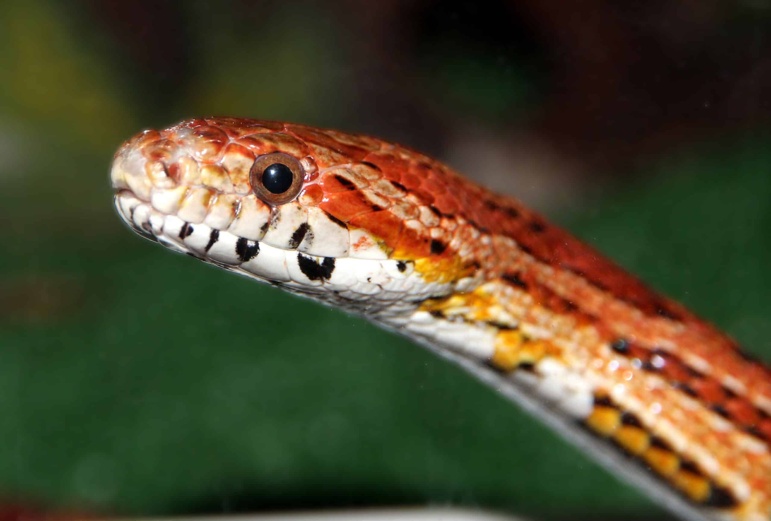 corn snake