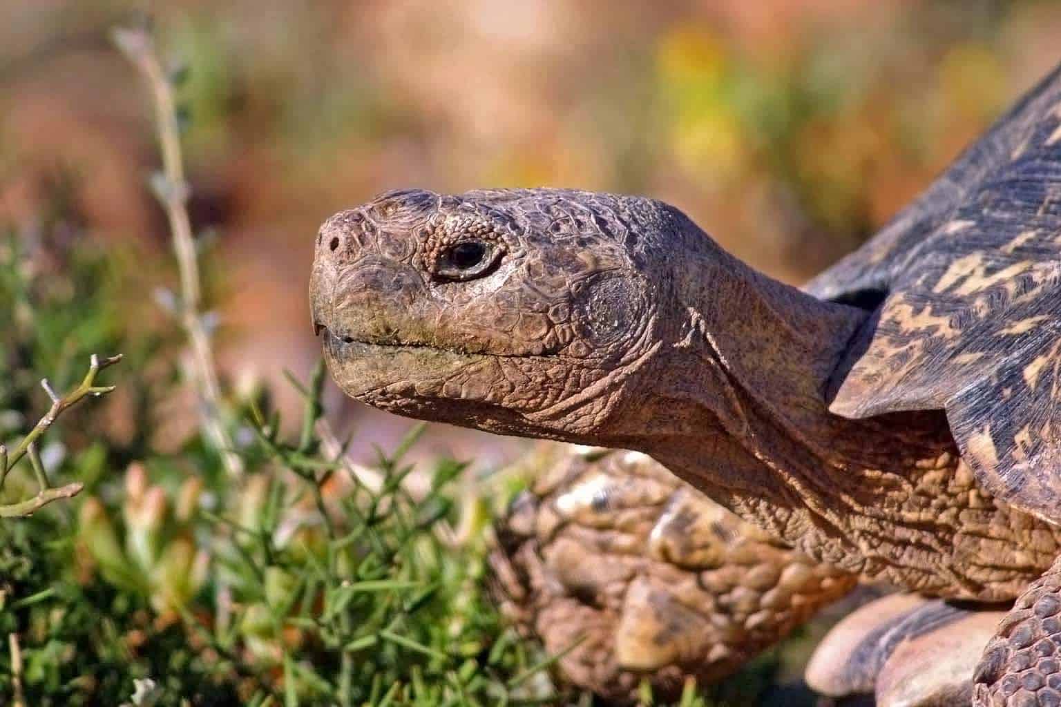 file:leopard tortoise (stigmochelys pardalis) head.jpg
