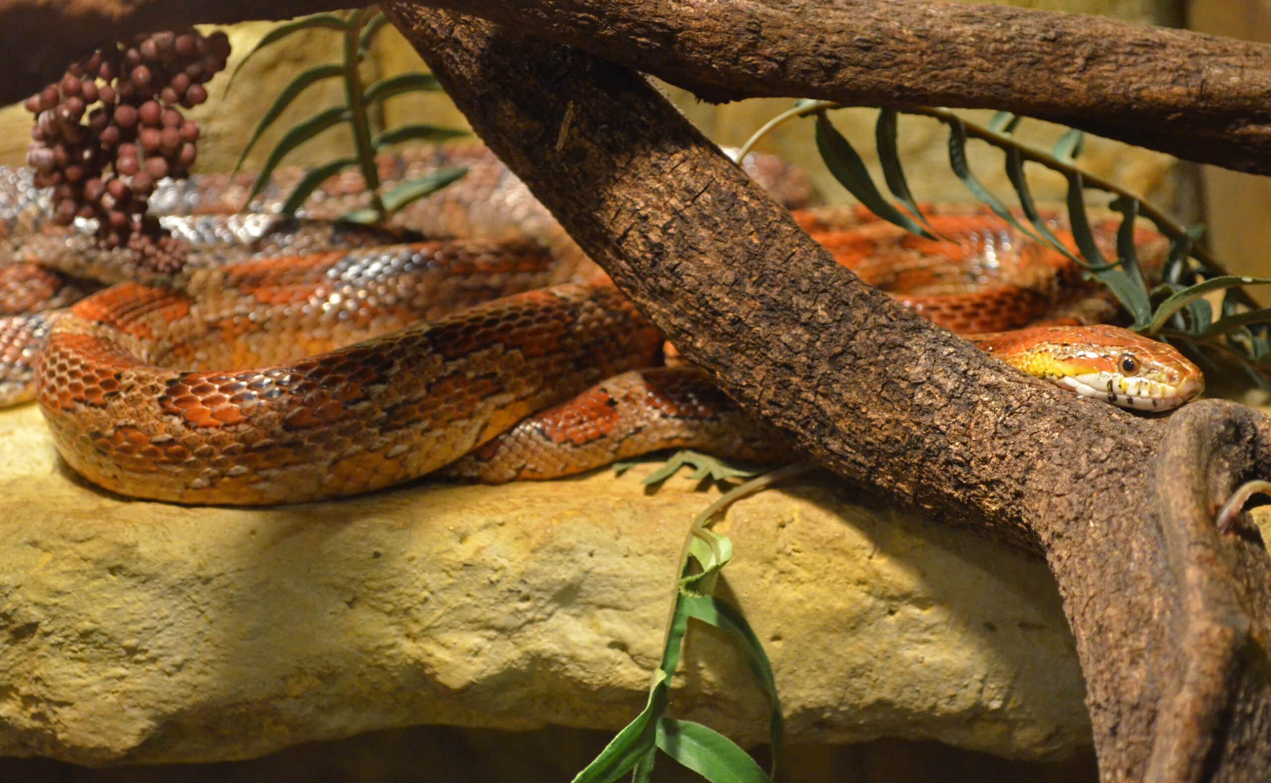 pantherophis guttatus nantes