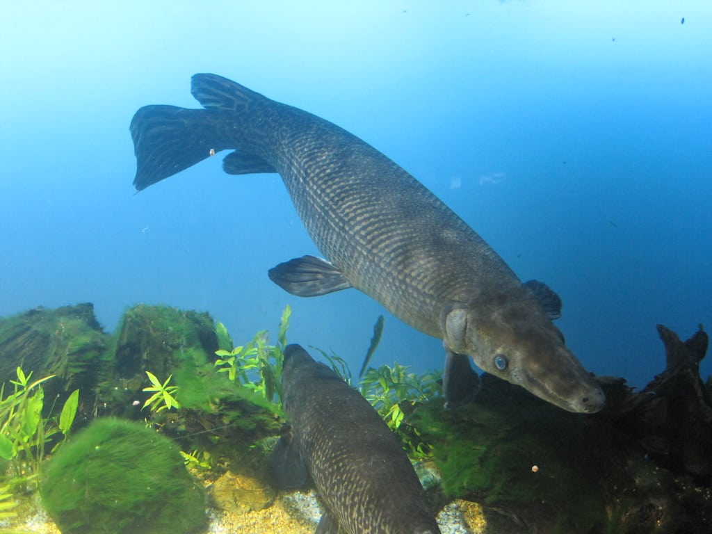 alligator gar fish (atractosteus spatula), toba aquarium